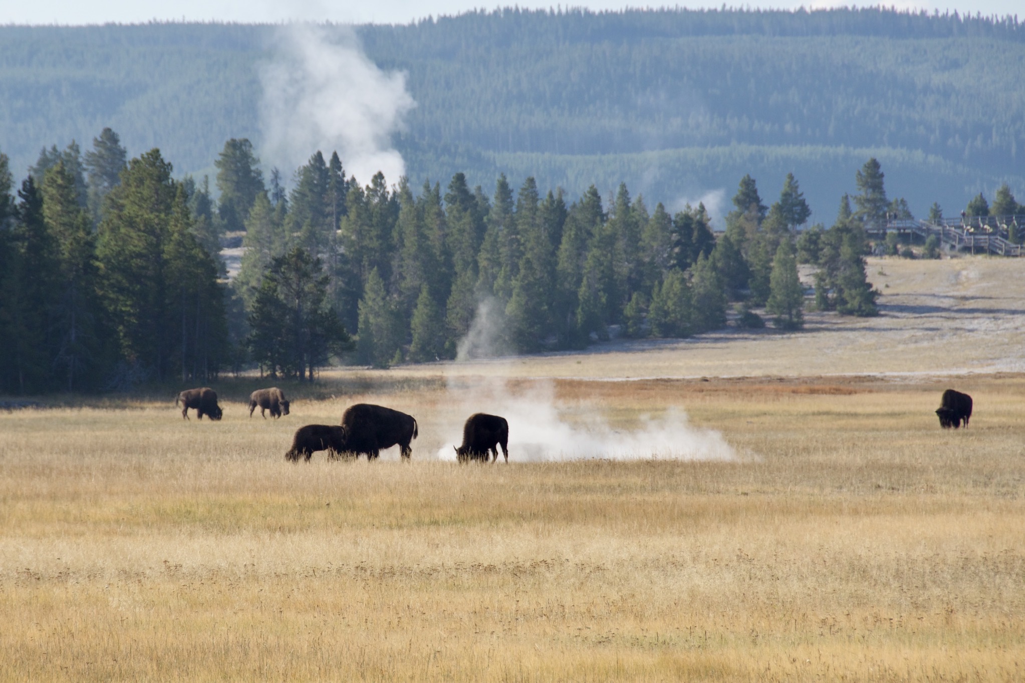 Yellowstone
