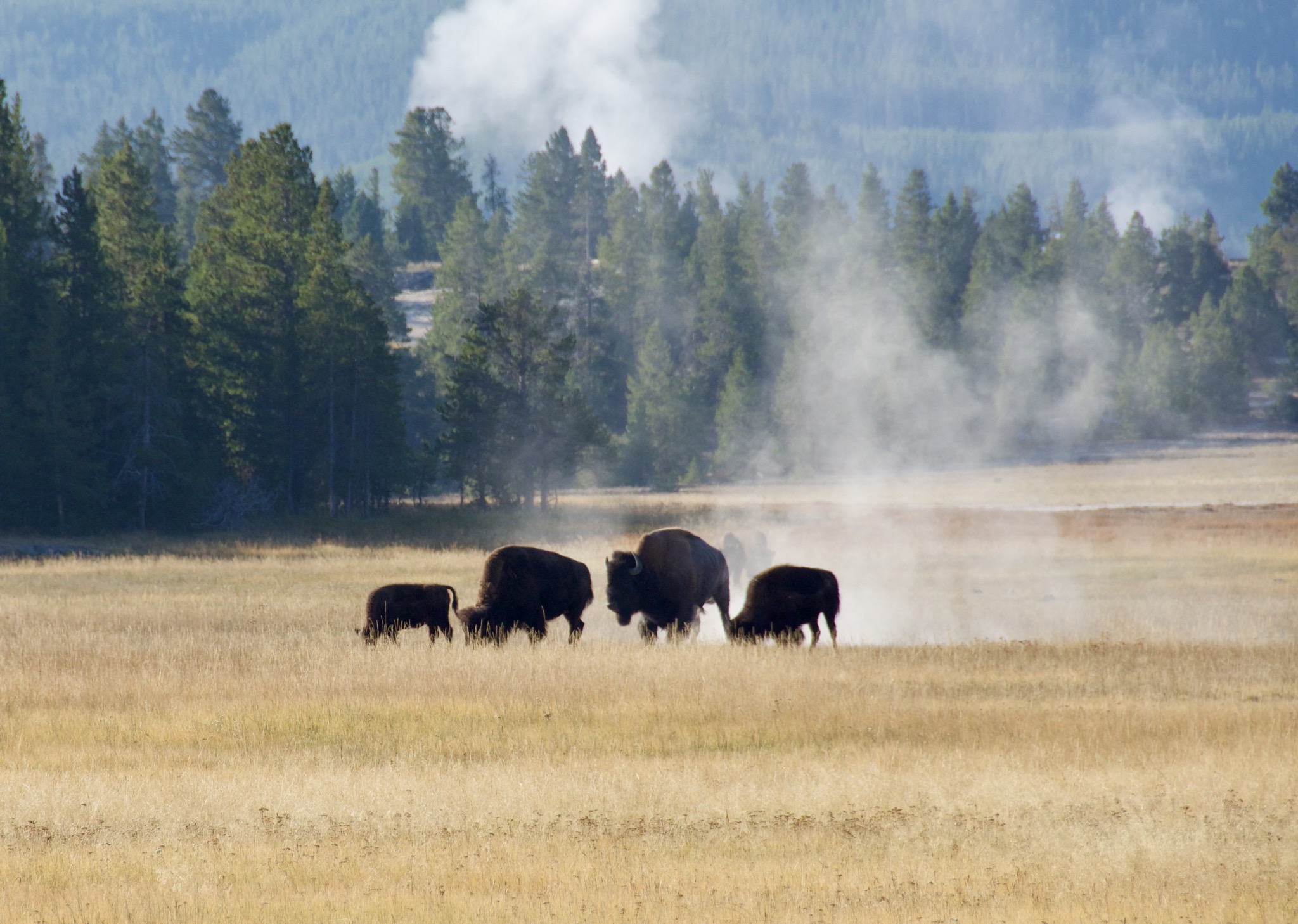 Yellowstone