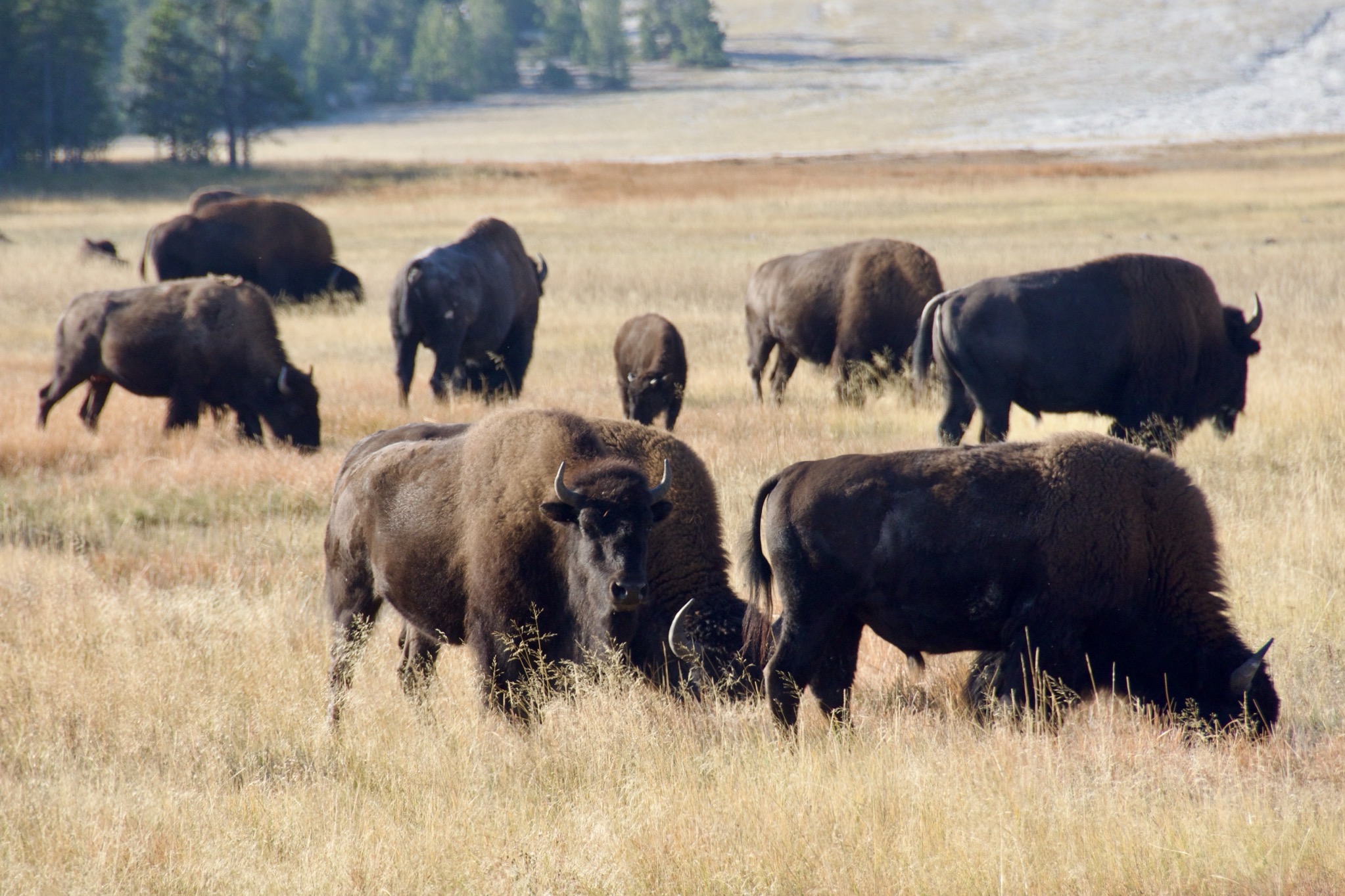 Yellowstone