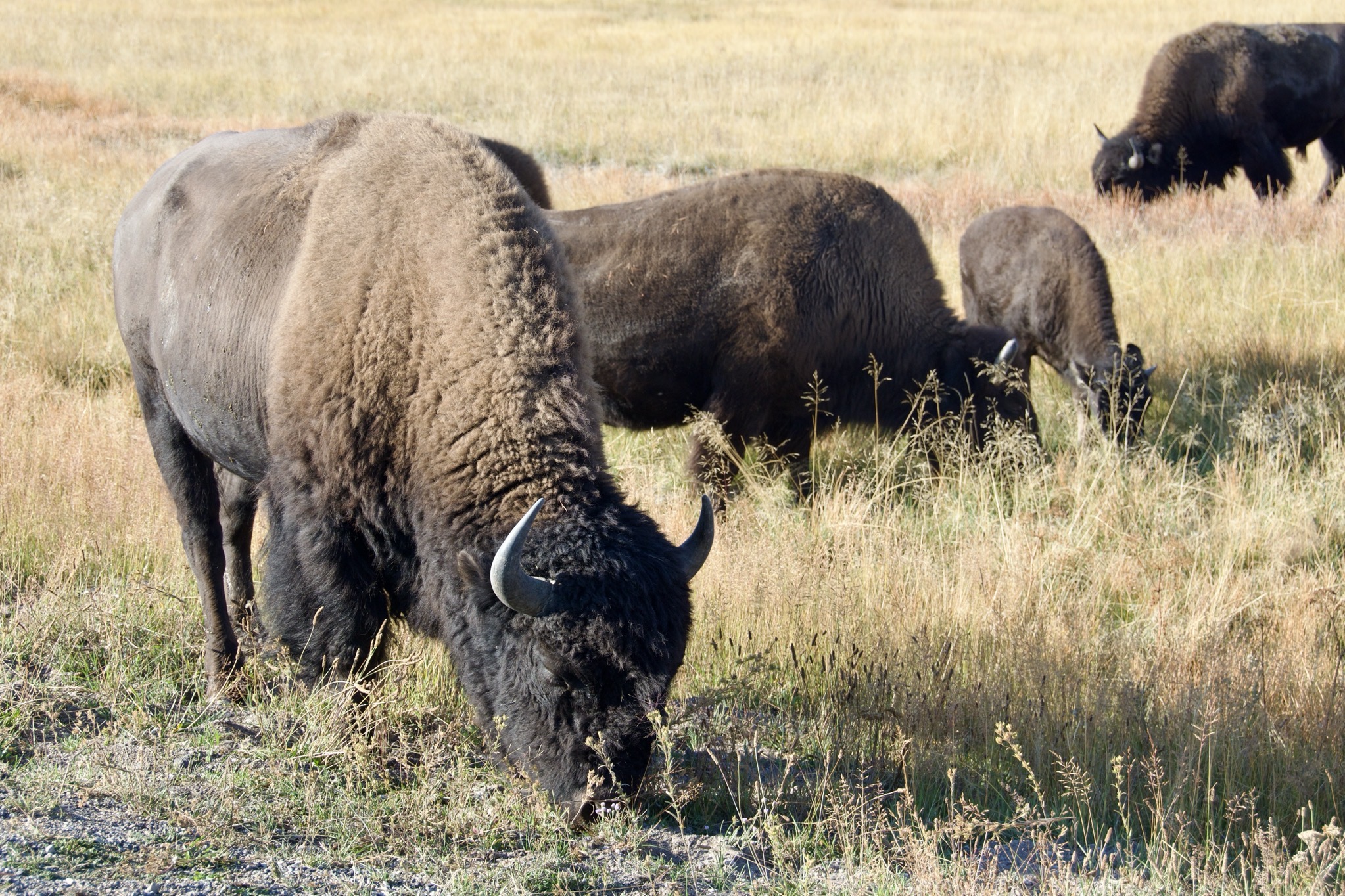 Yellowstone