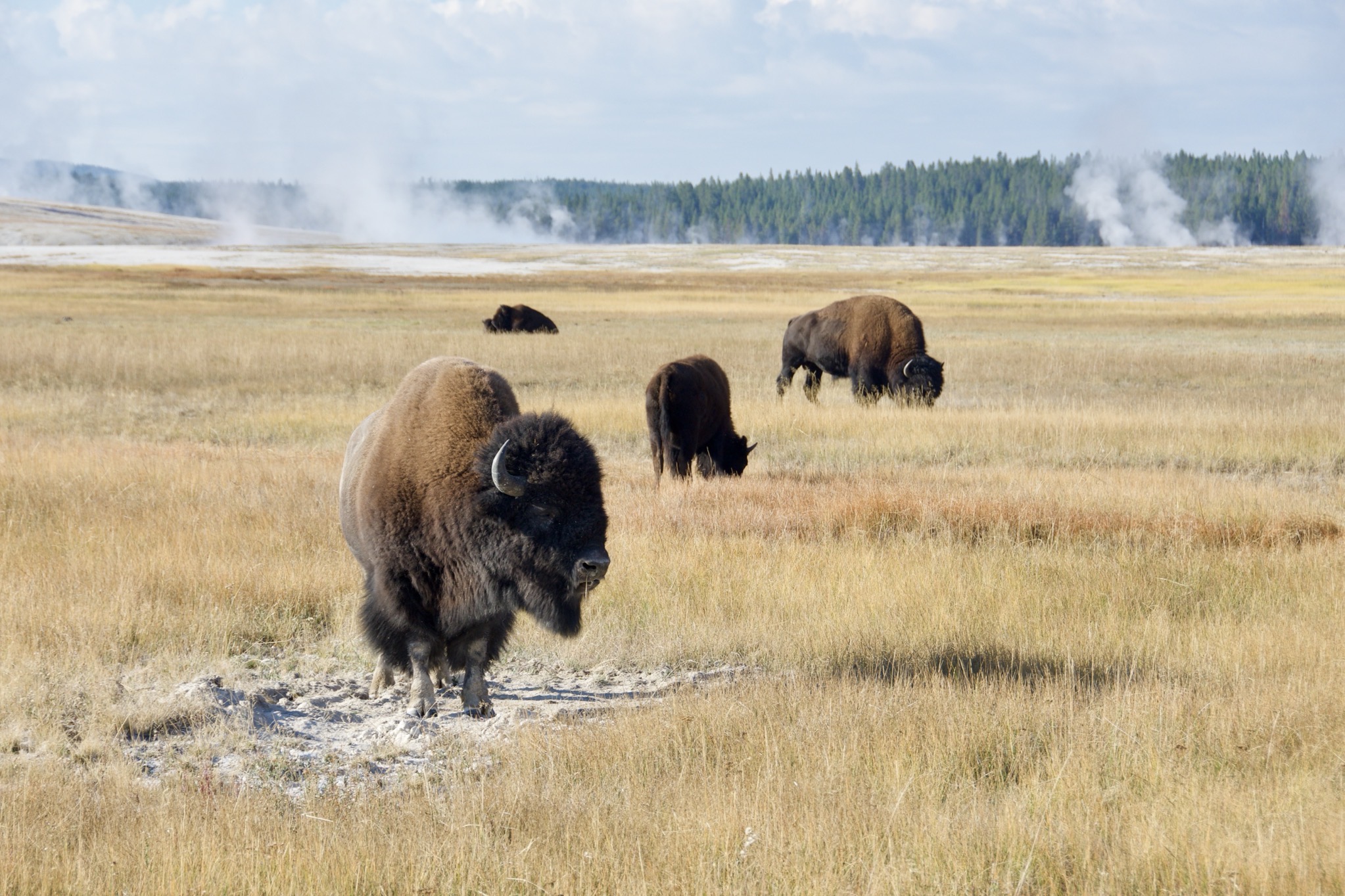 Yellowstone