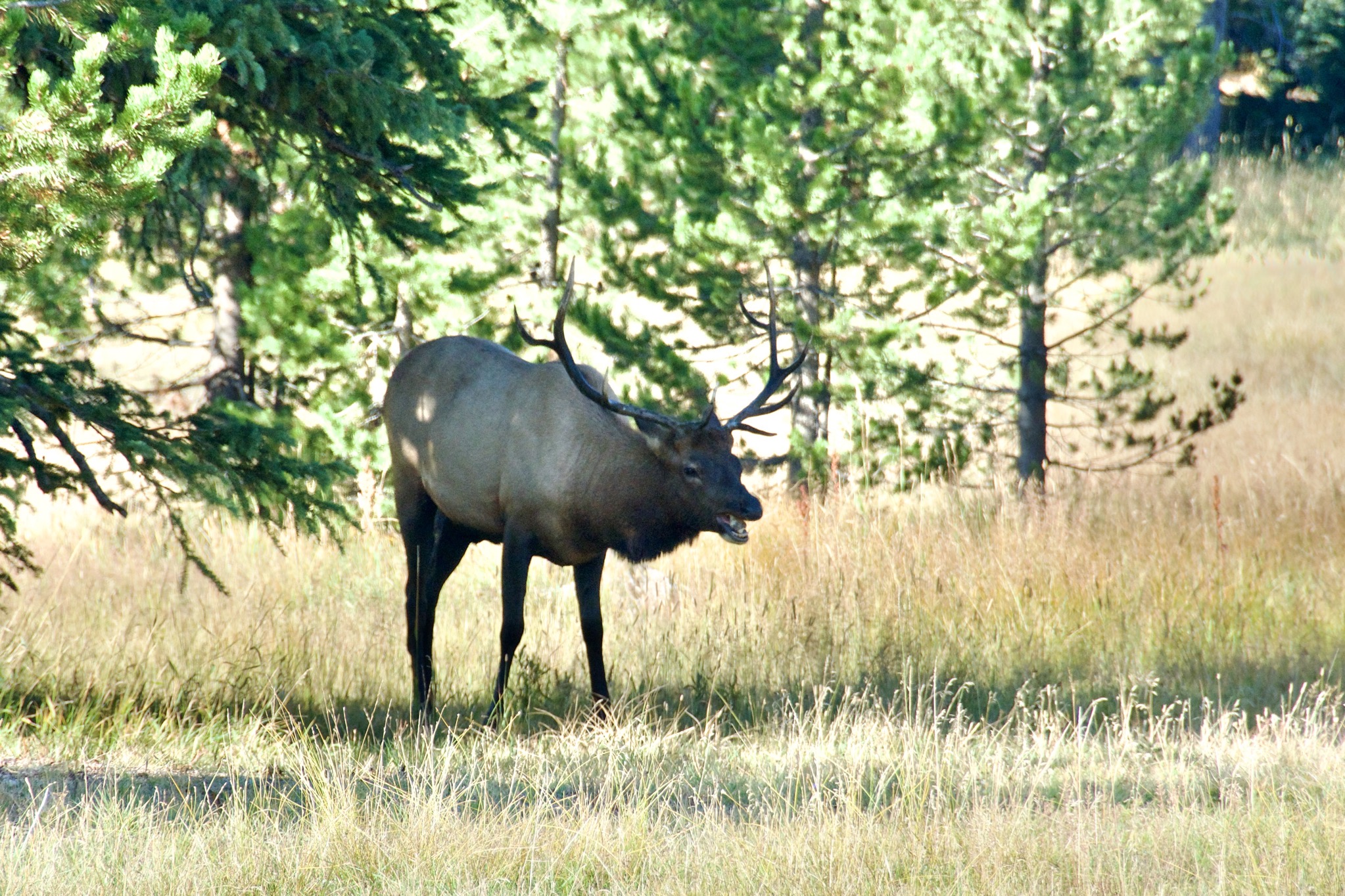 Yellowstone