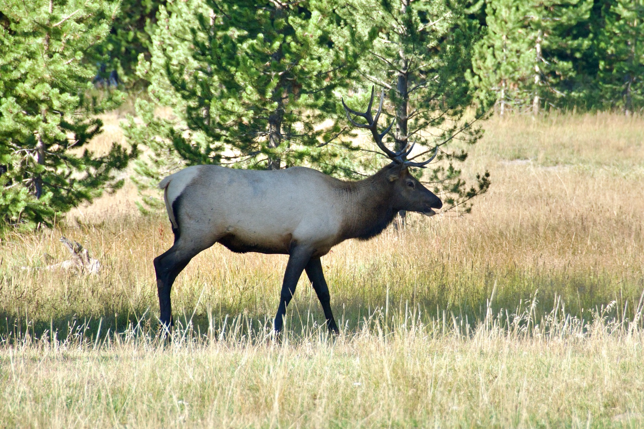 Yellowstone