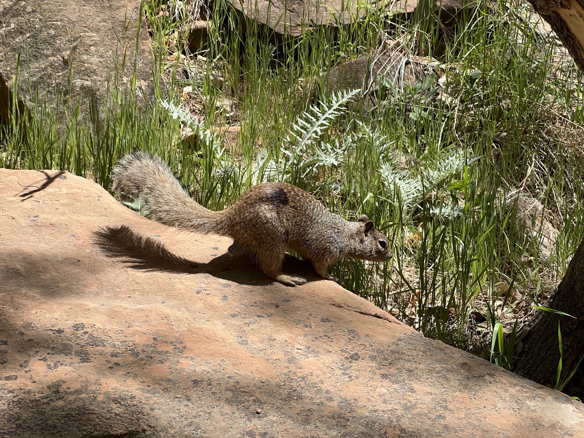 Rock squirrel