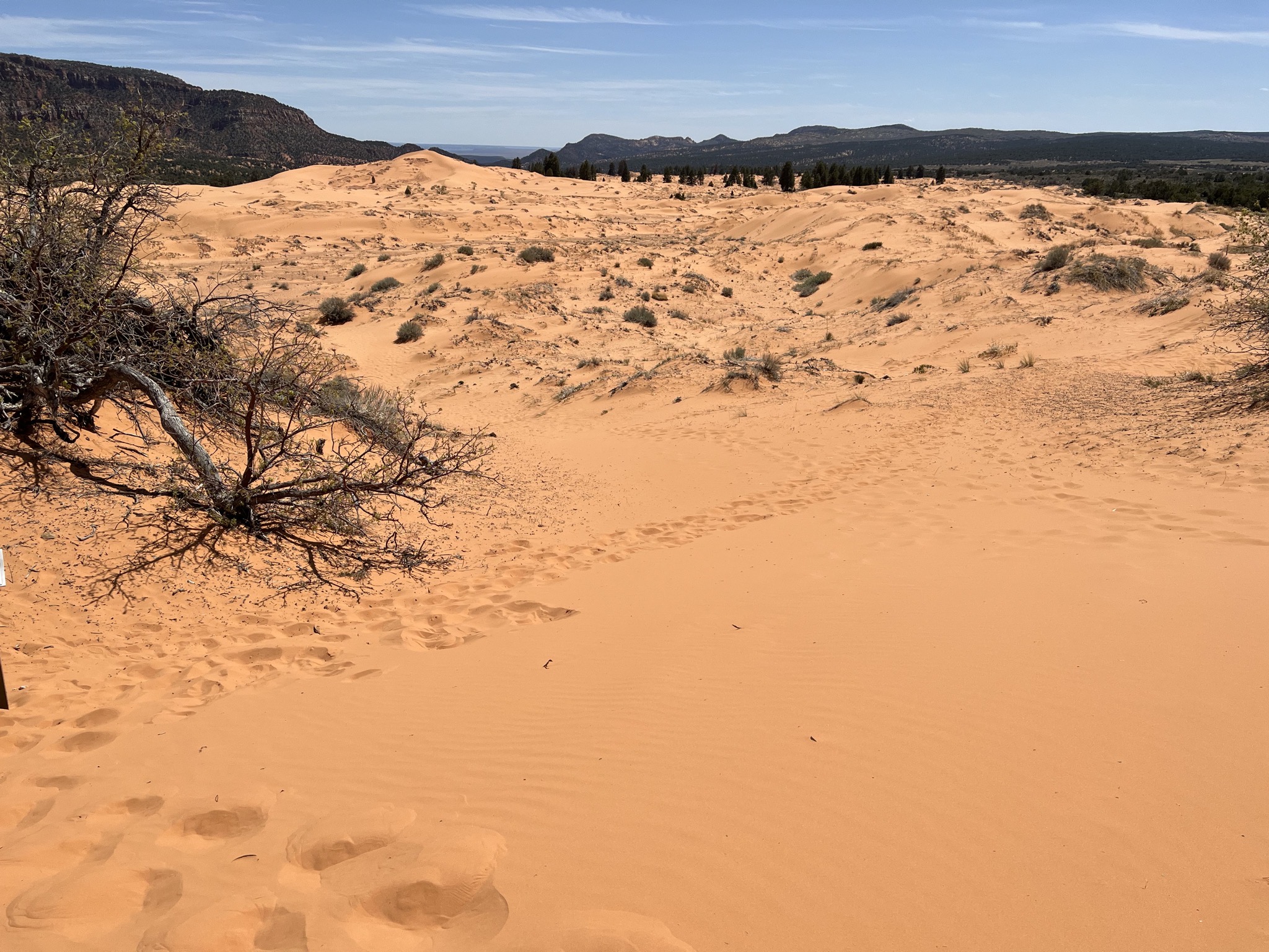 Coral Pink Sand Dunes