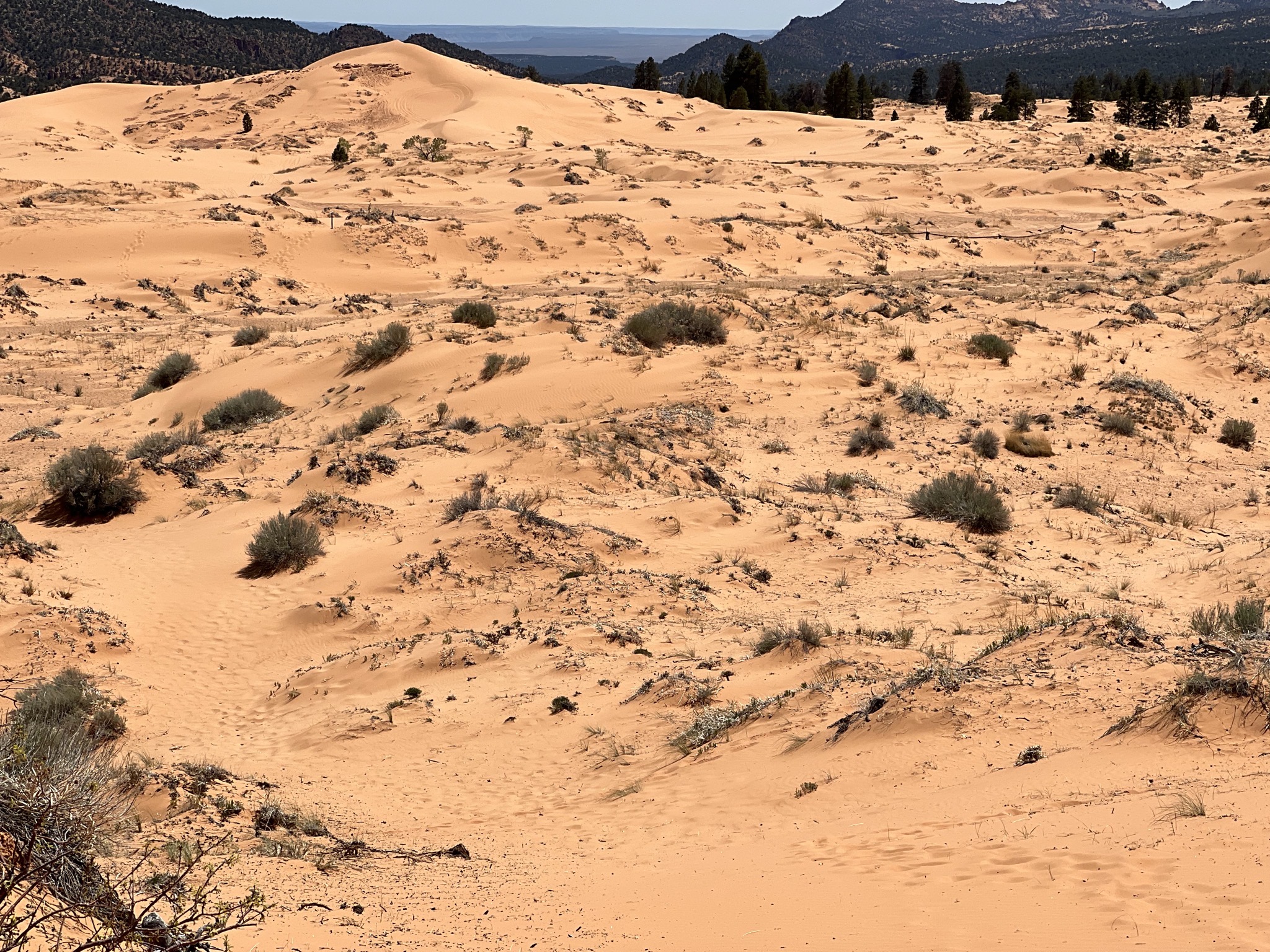 Coral Pink Sand Dunes