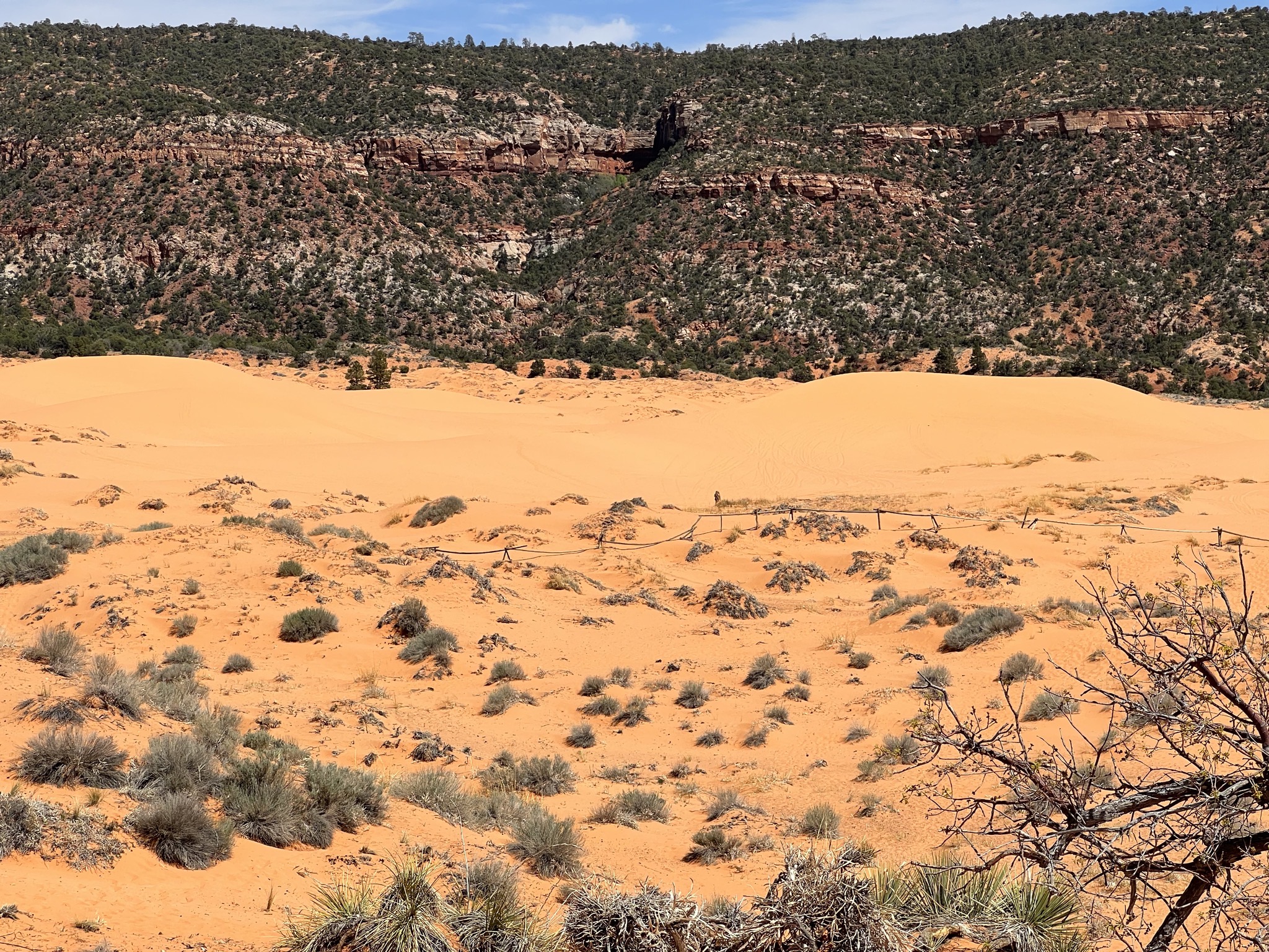 Coral Pink Sand Dunes