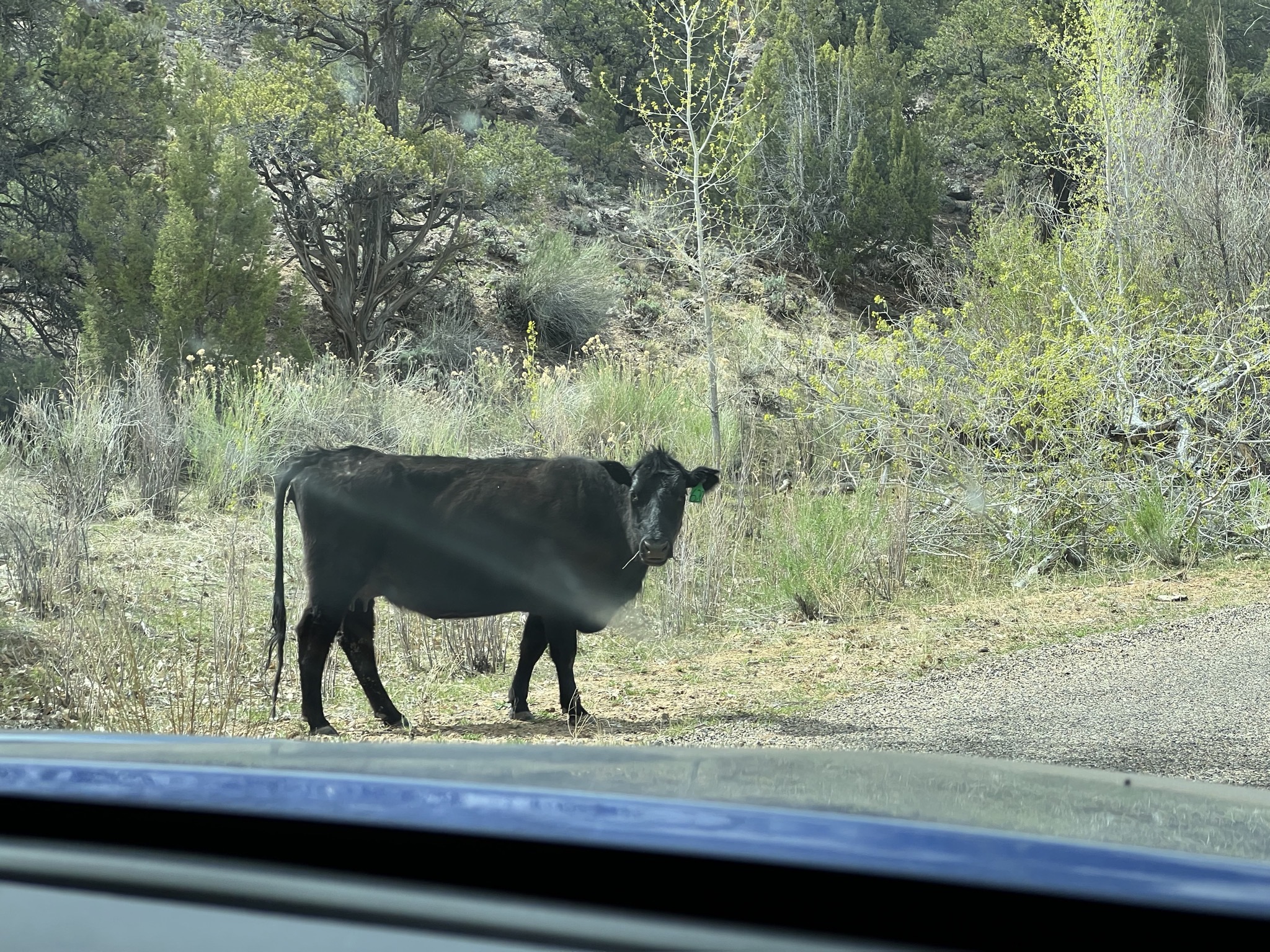 Cow