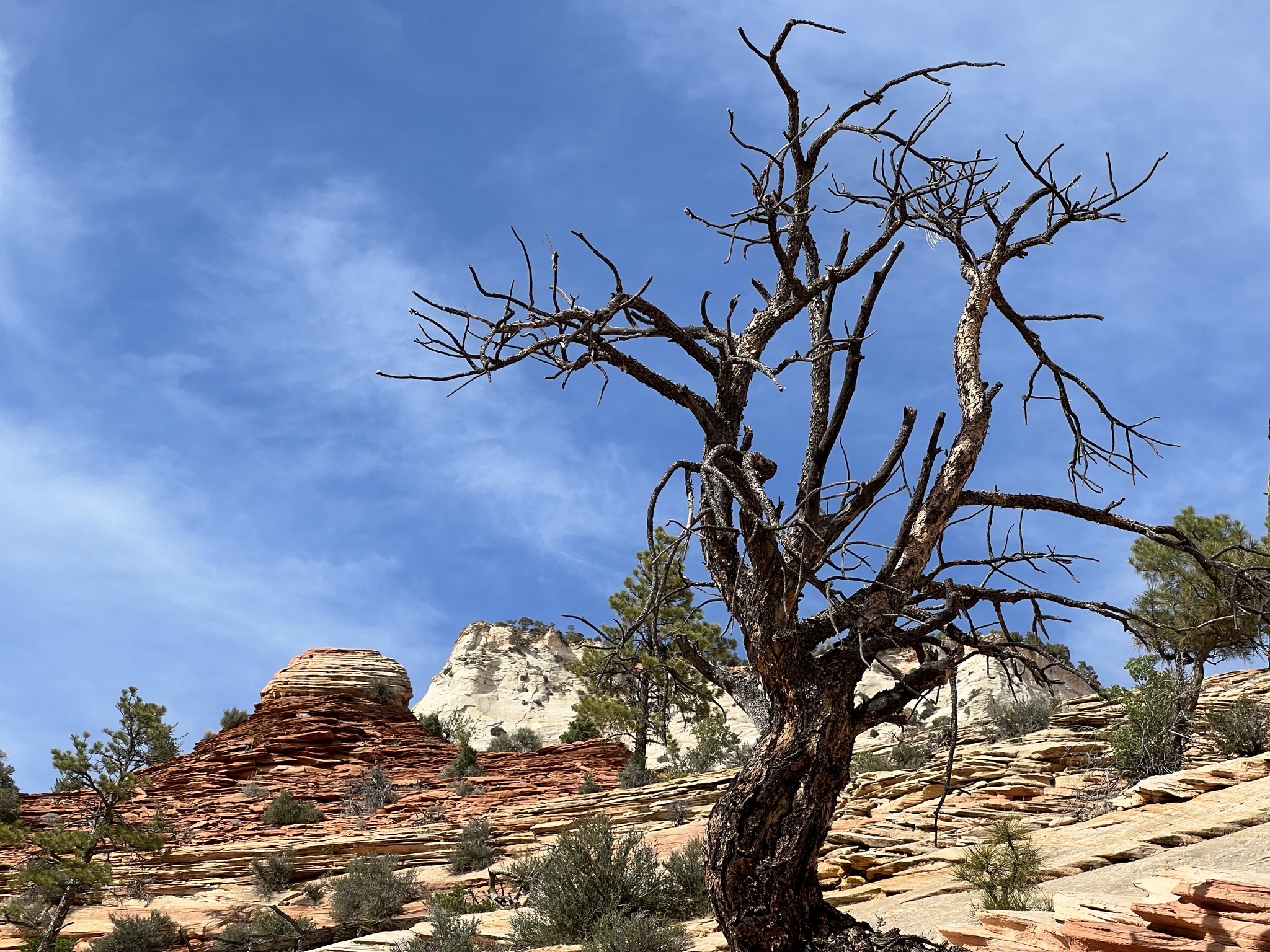 Zion National Park