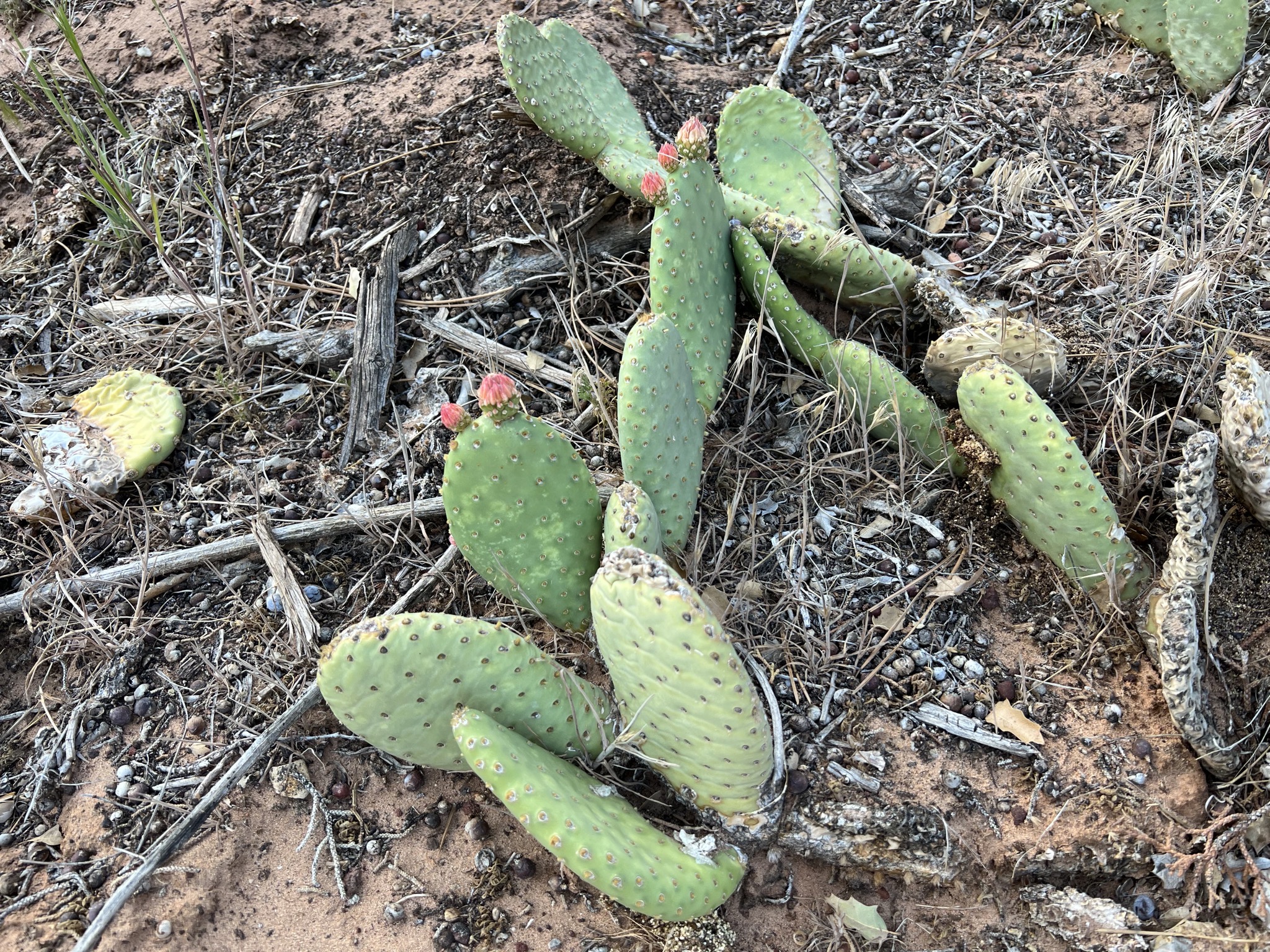 Cactus