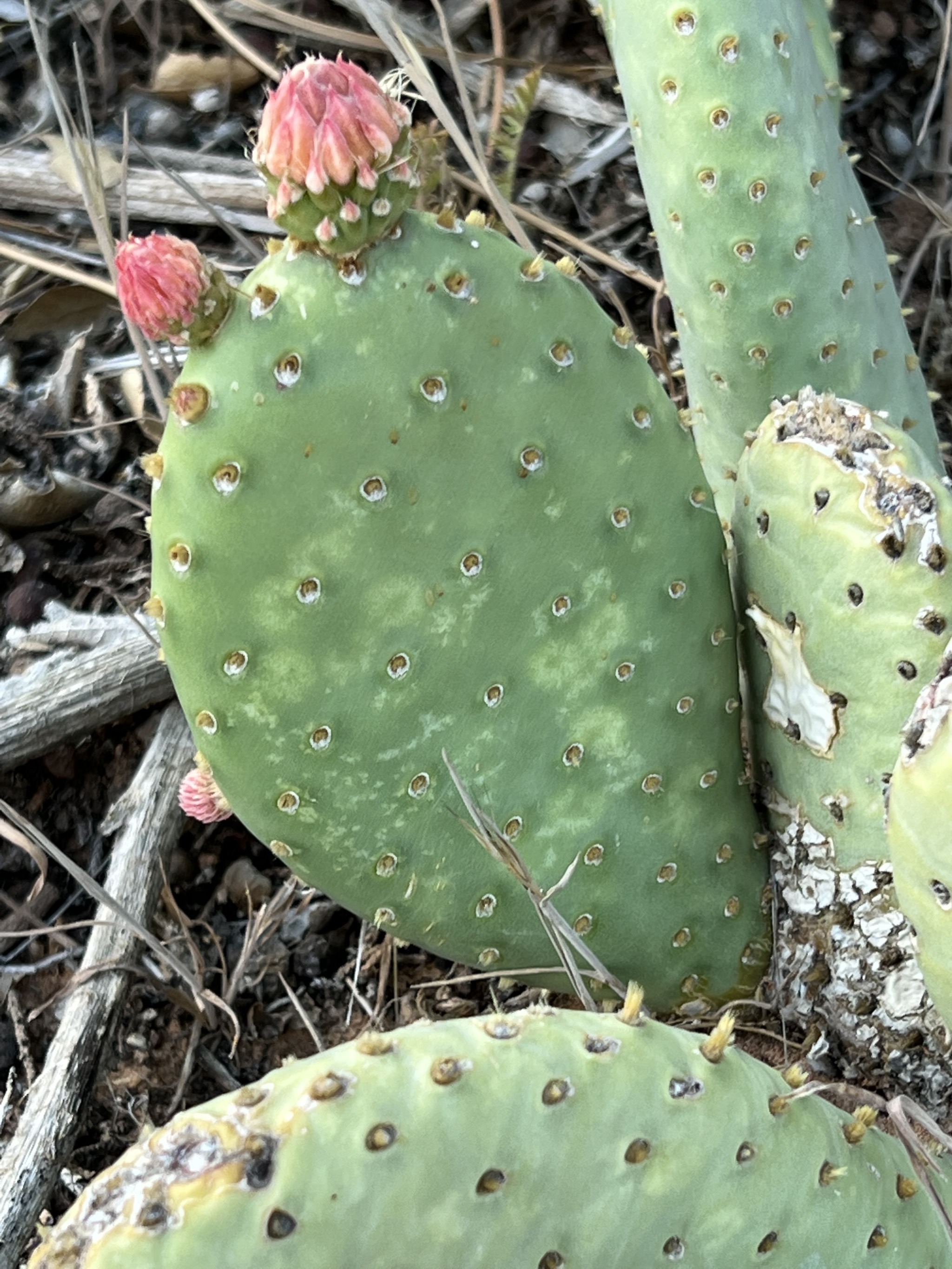 Cactus