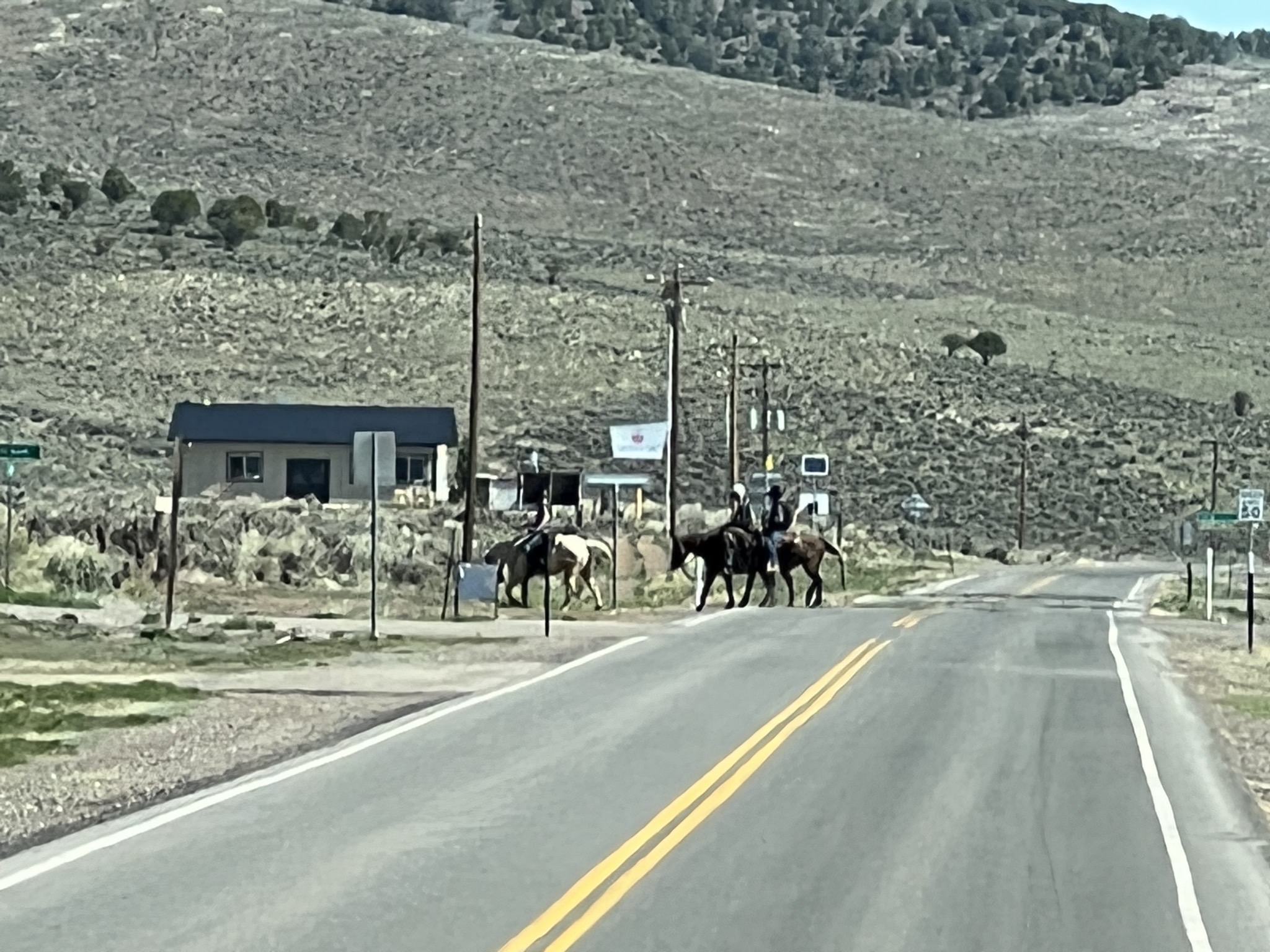 Horses