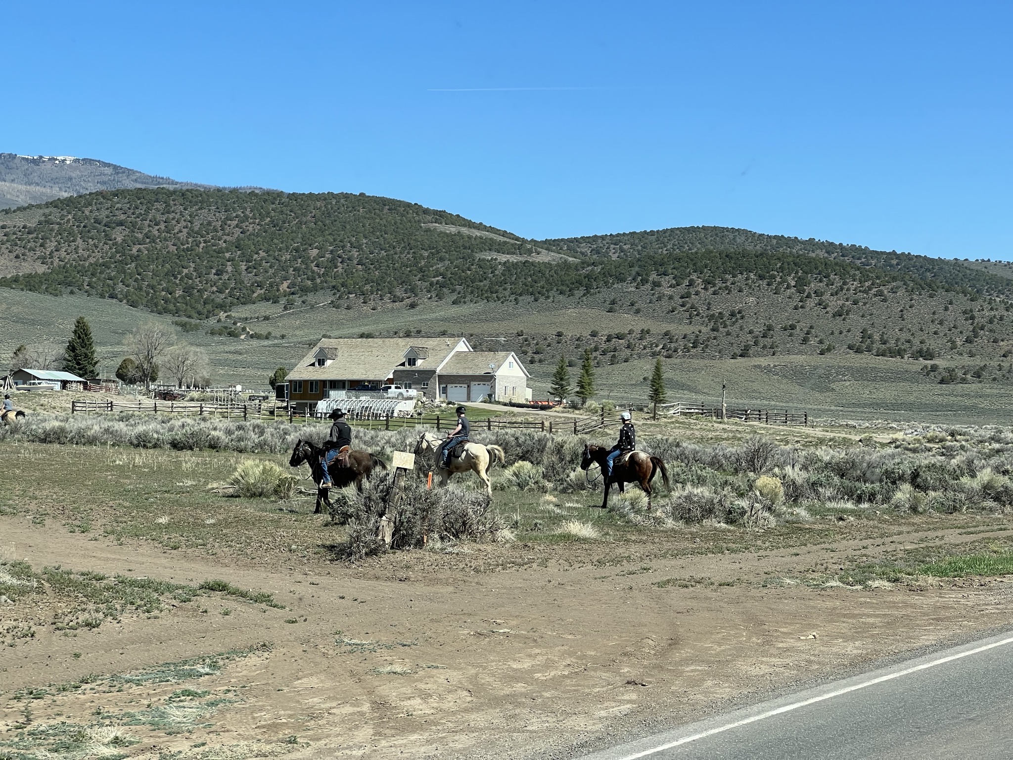 Horses