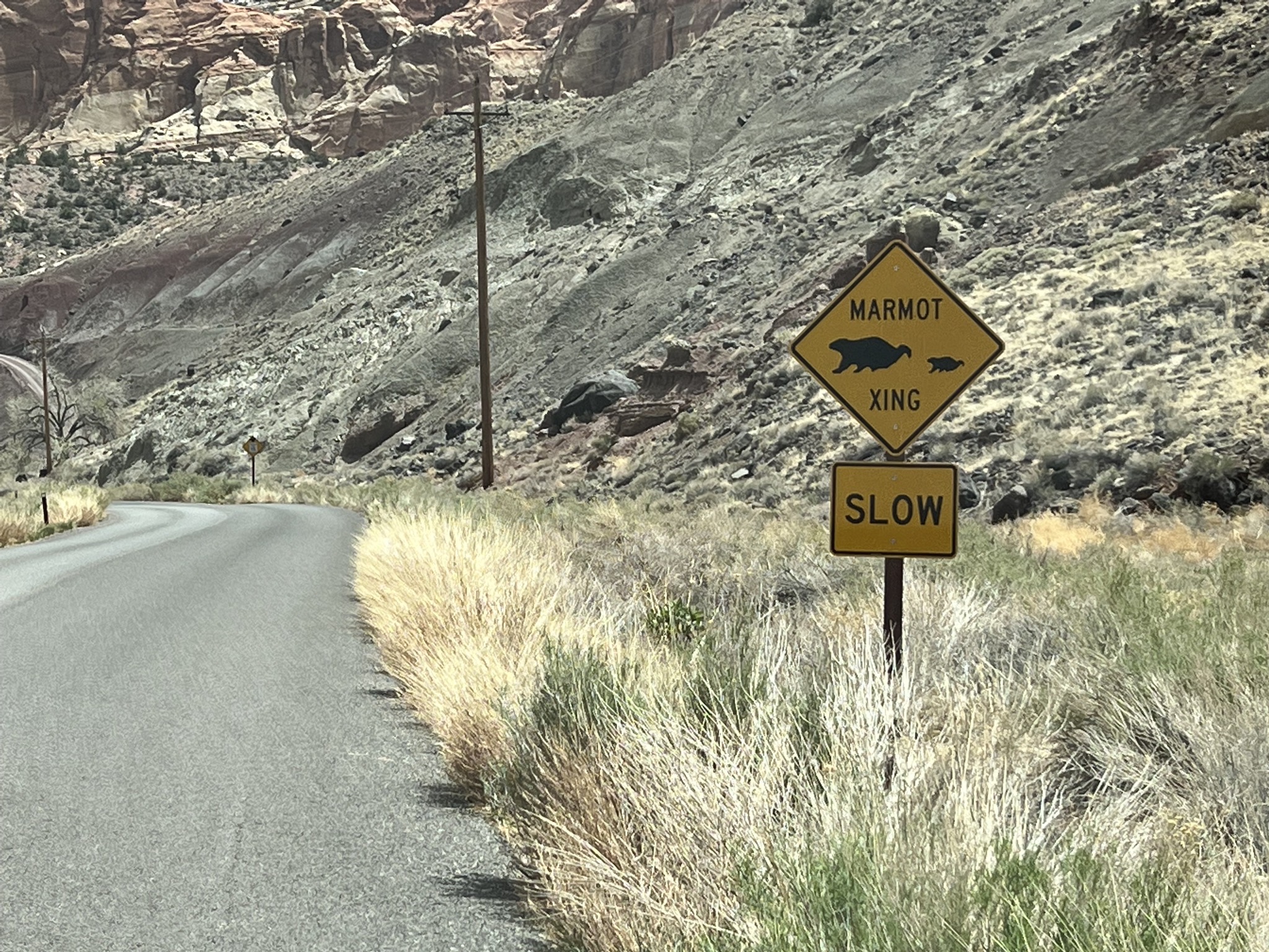 Marmot crossing