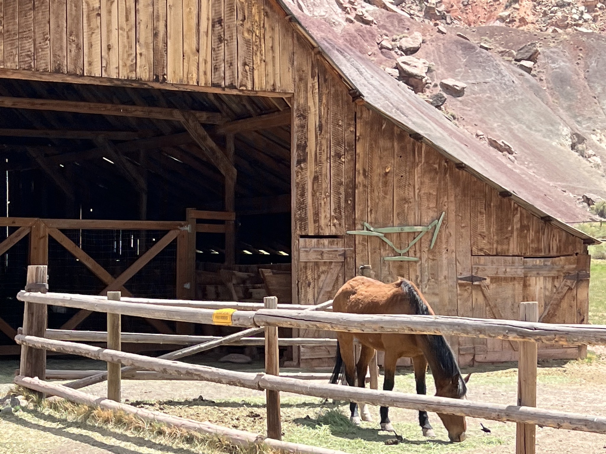 Horse