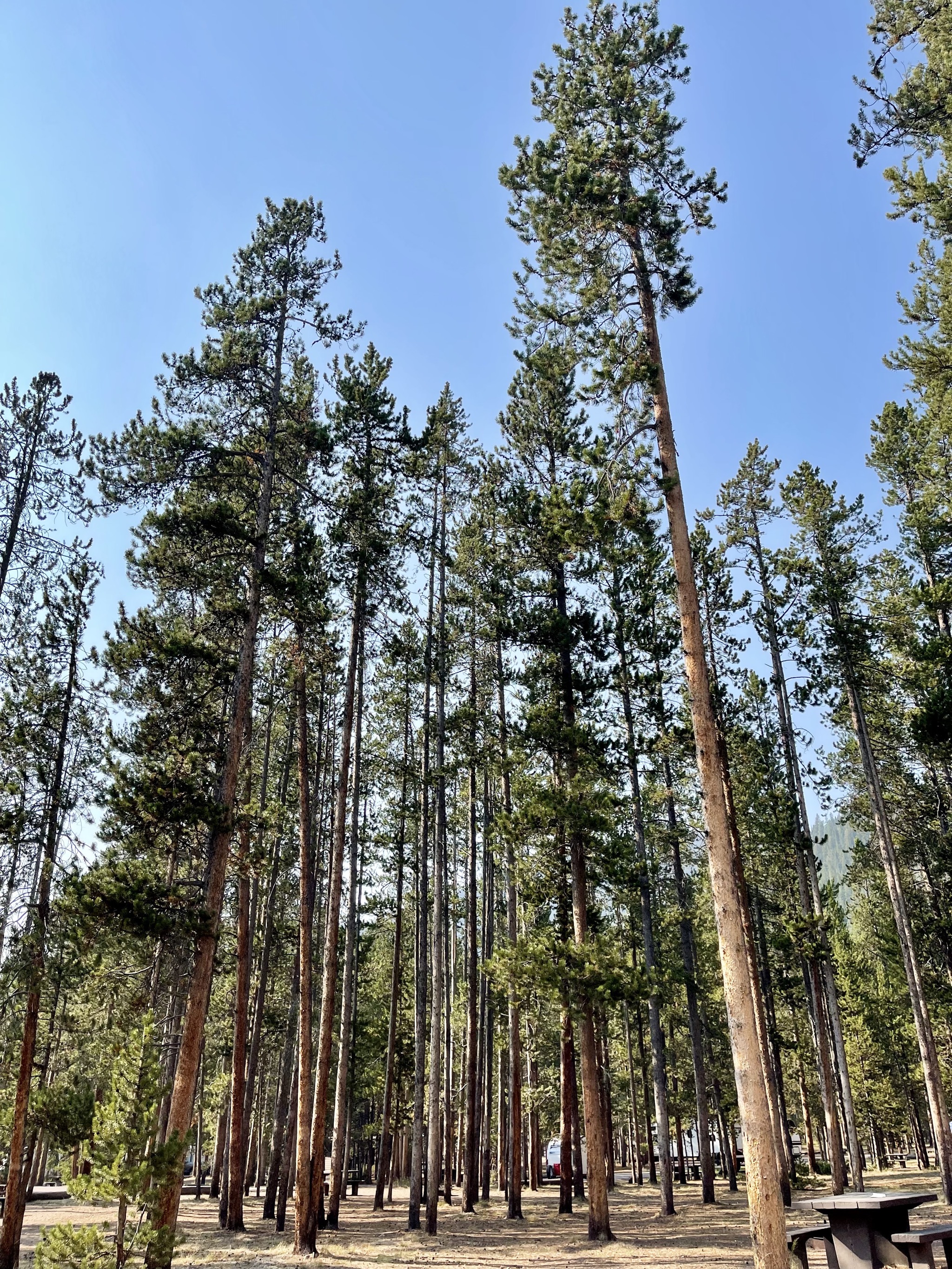 Yellowstone