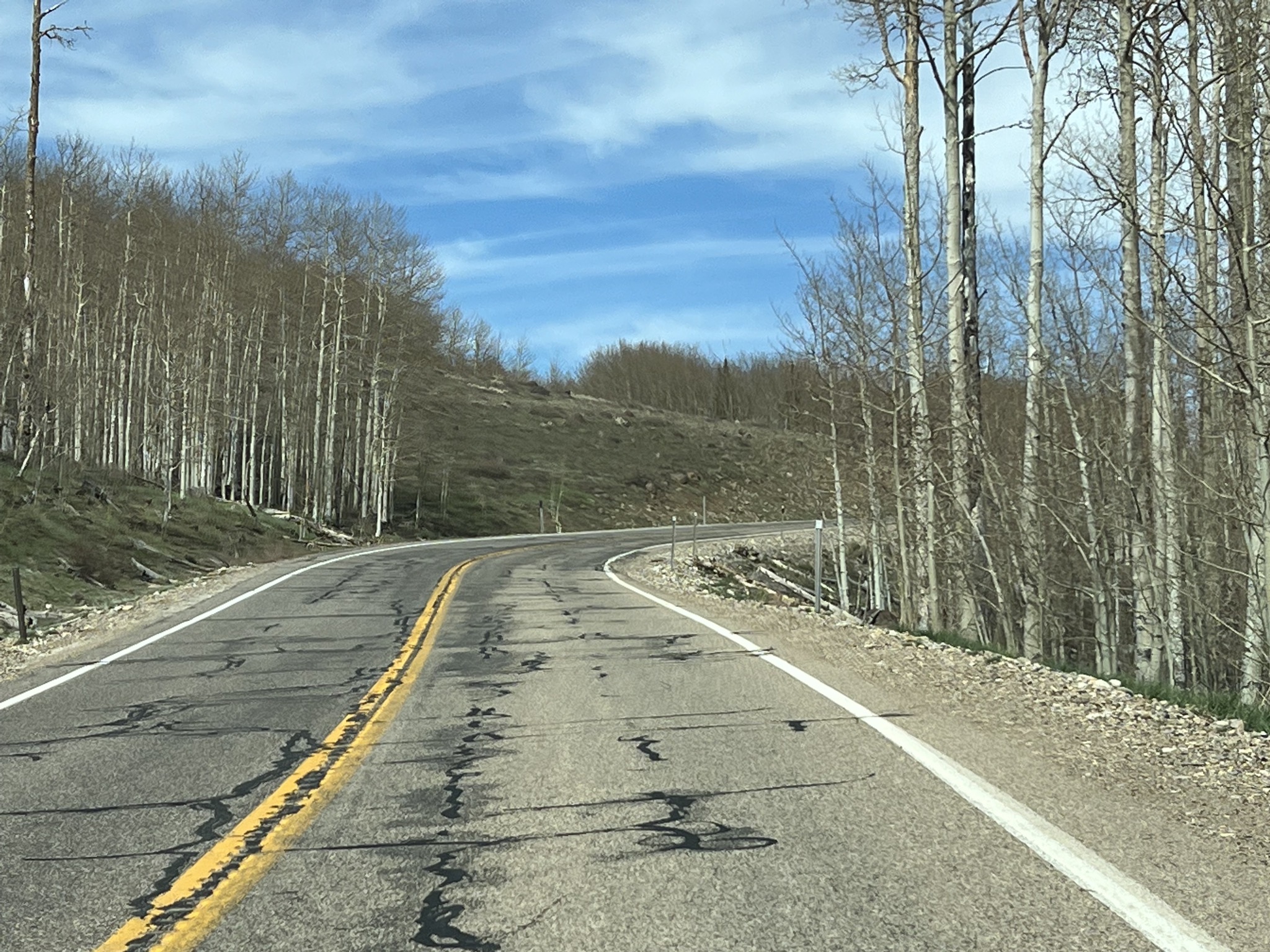 Sub-alpine trees
