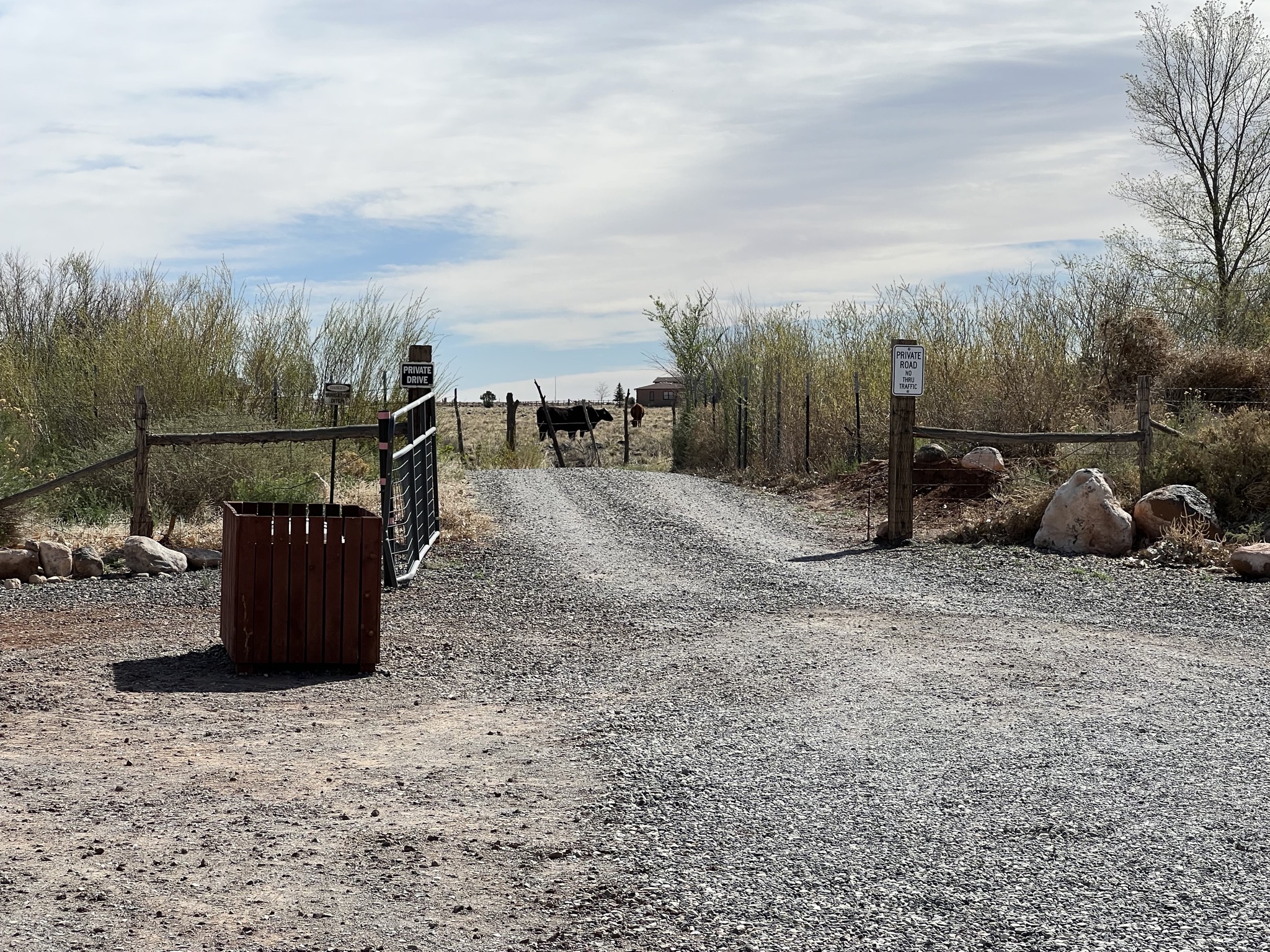 Cows