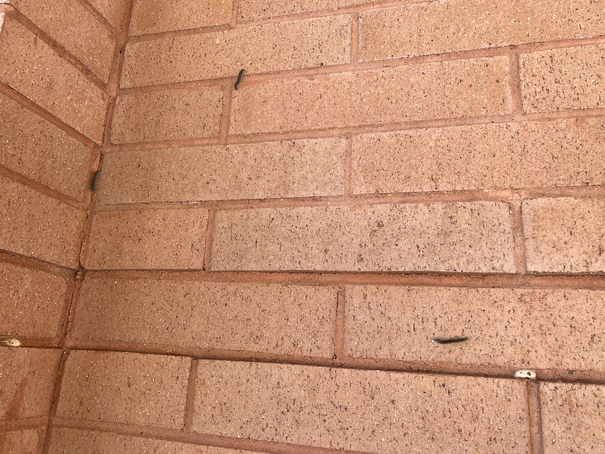 Caterpillars