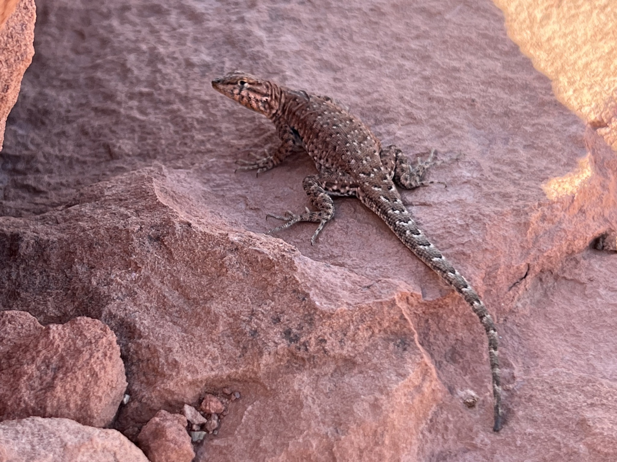 Lizard