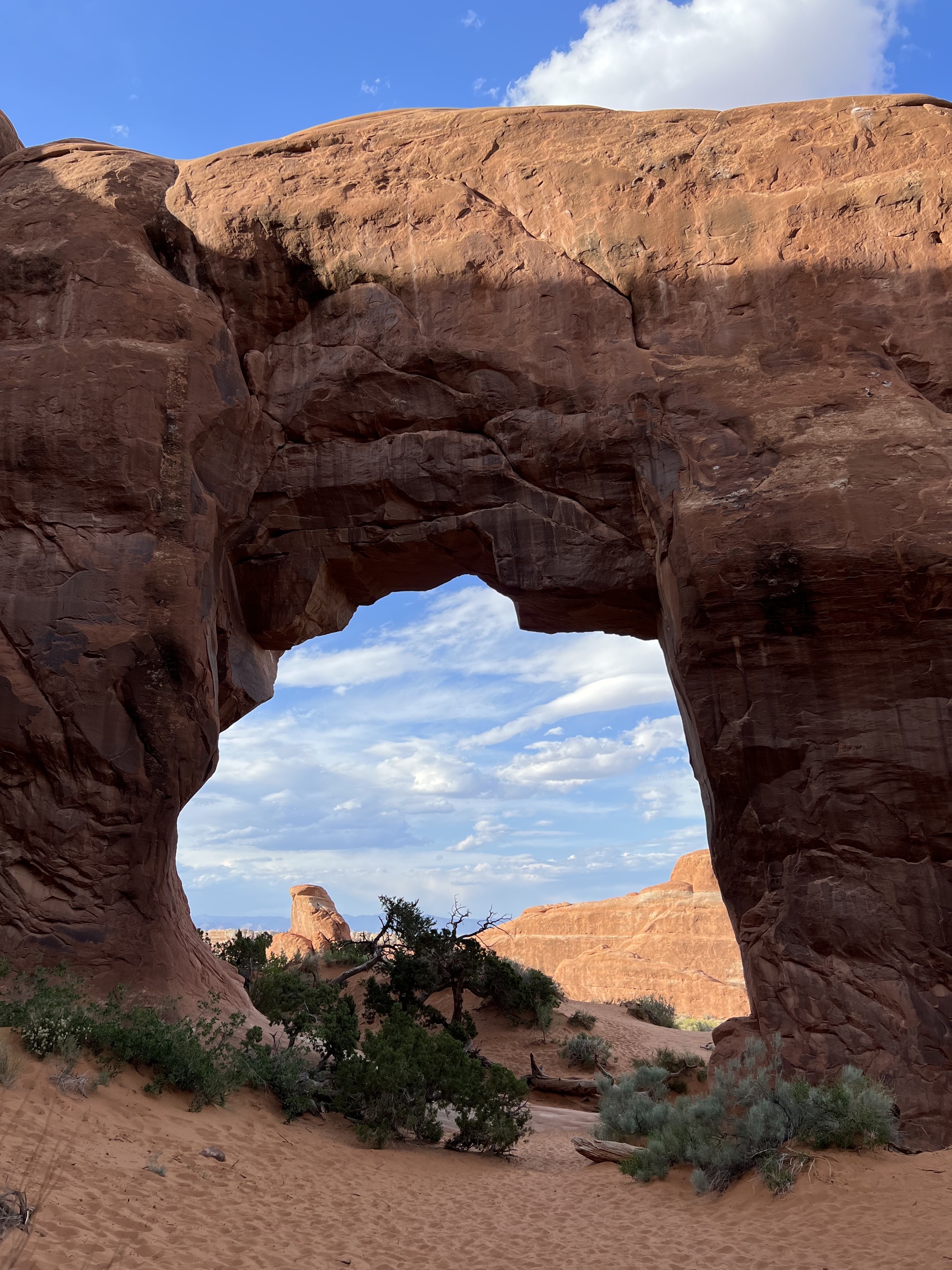 Pine Tree arch