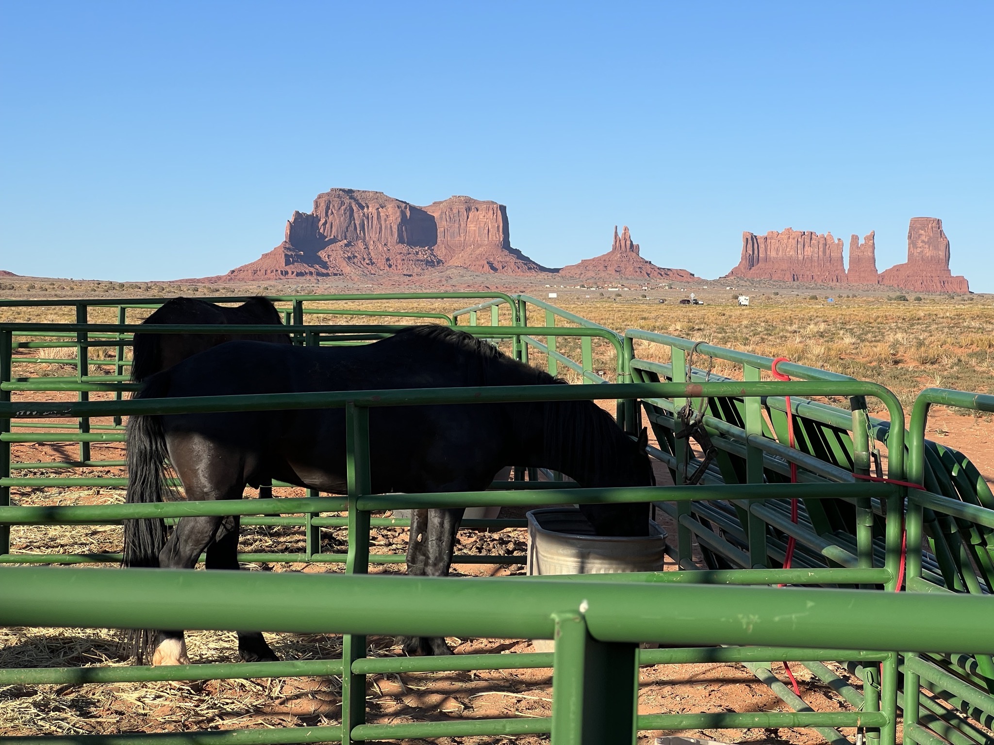 Rocks and horses