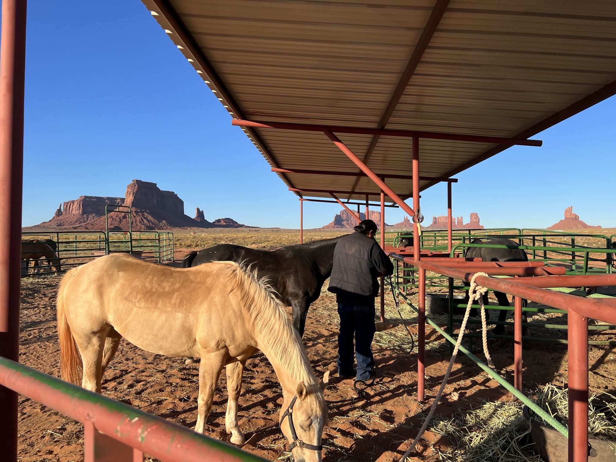 Horses