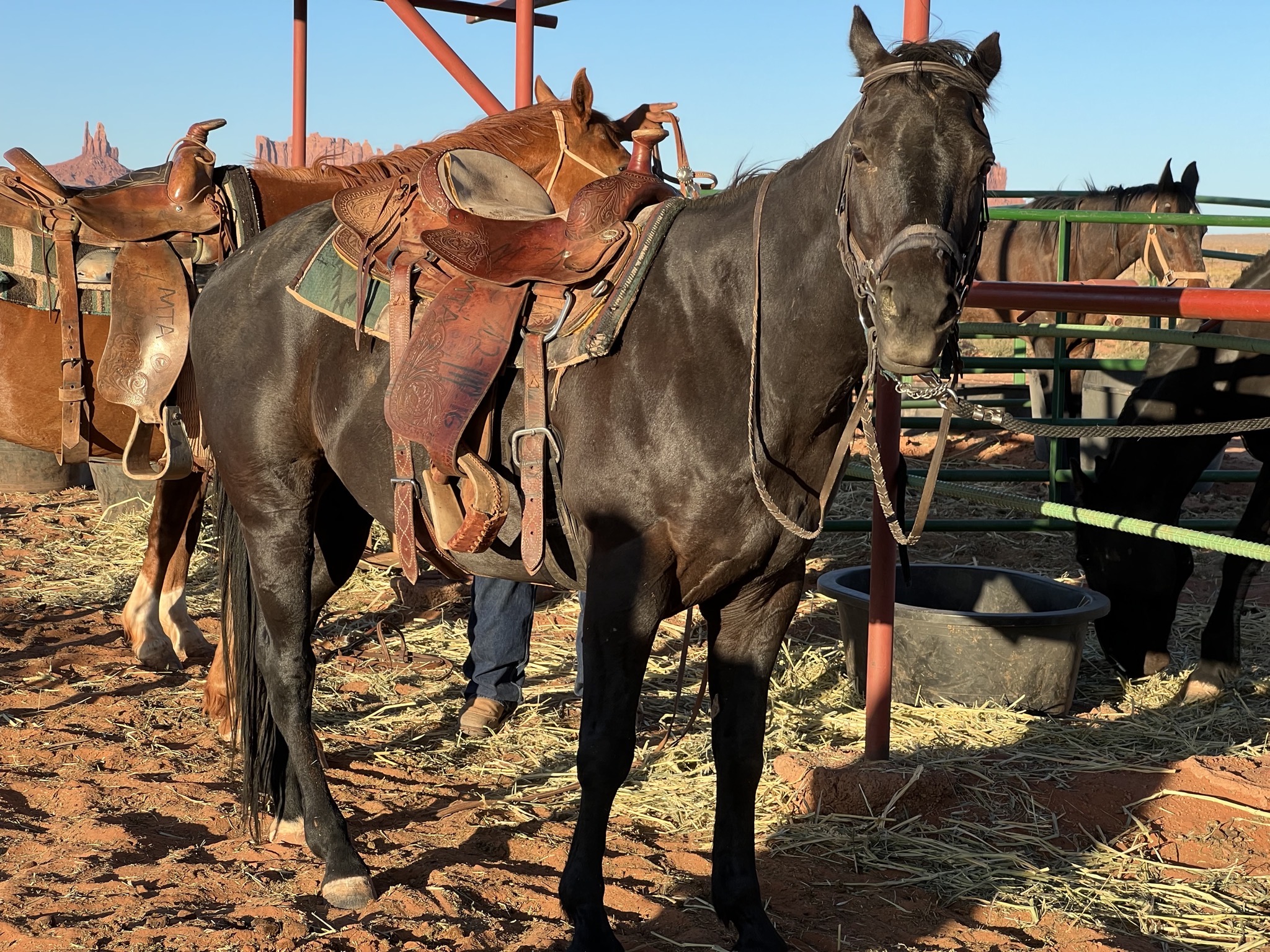 Horses
