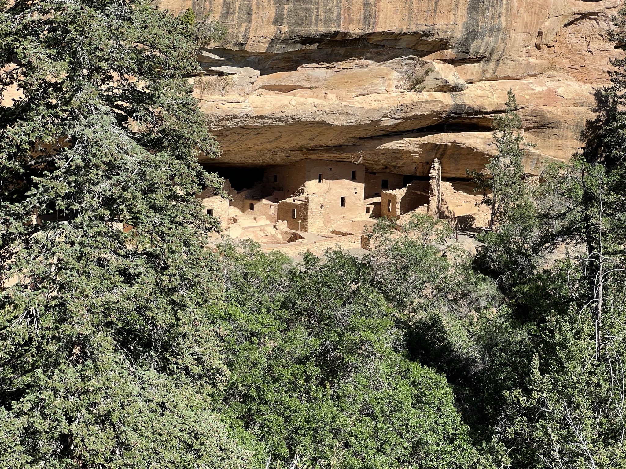 Spruce Tree House