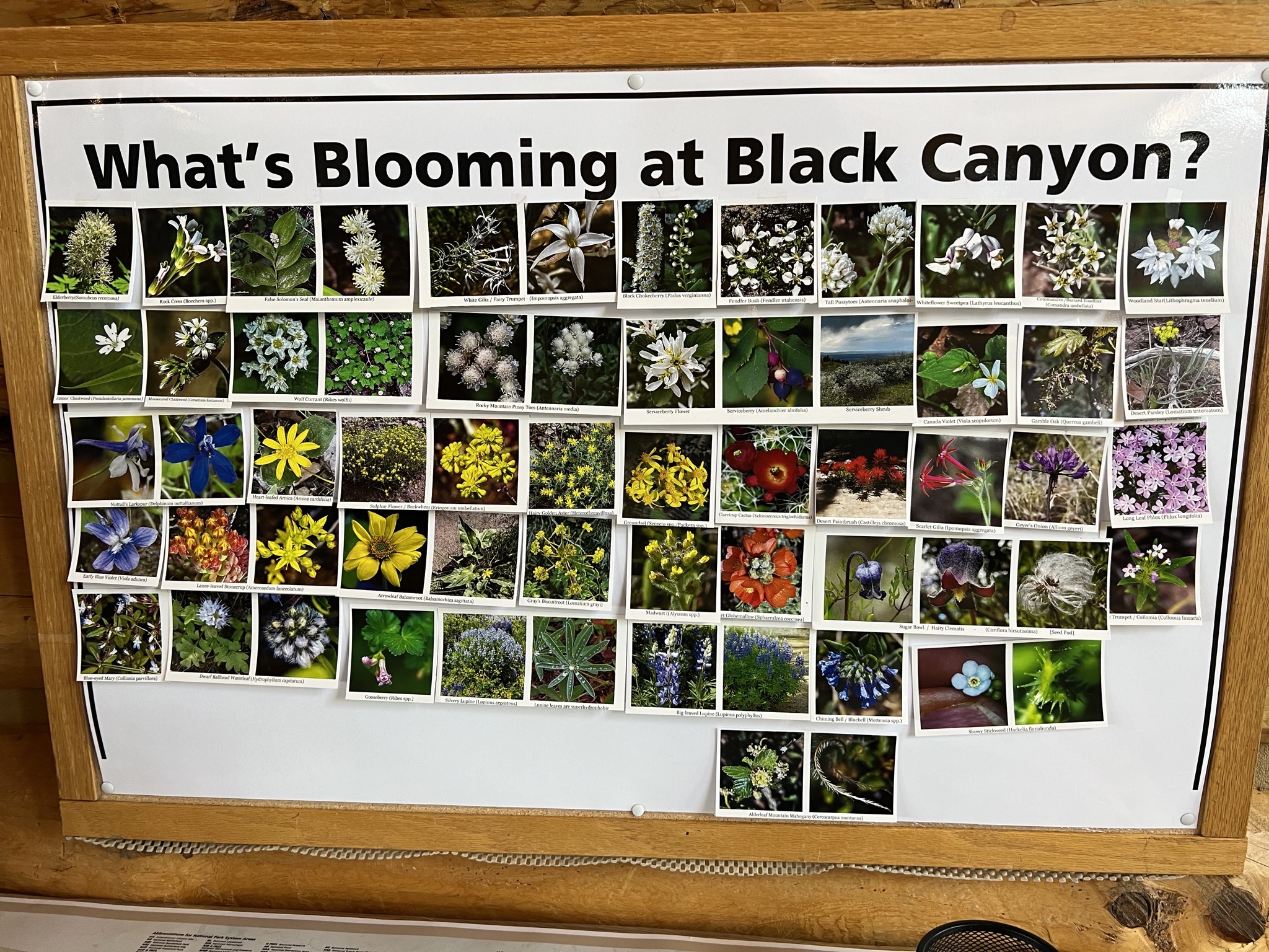 What's blooming