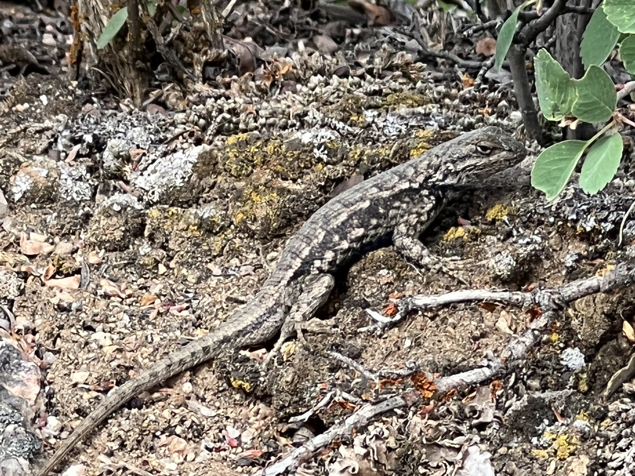 Lizard
