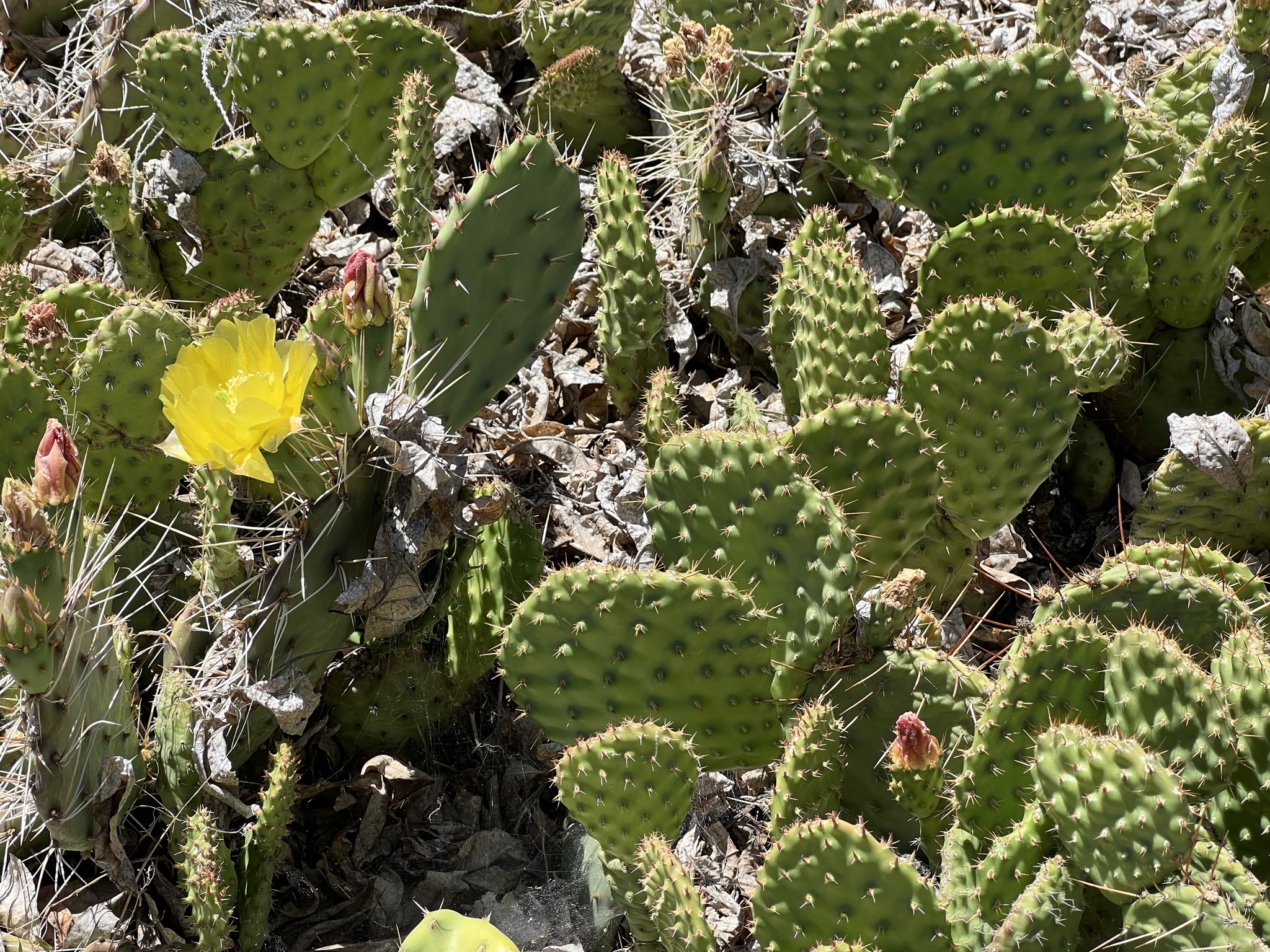 Flowering prickly pear cacti