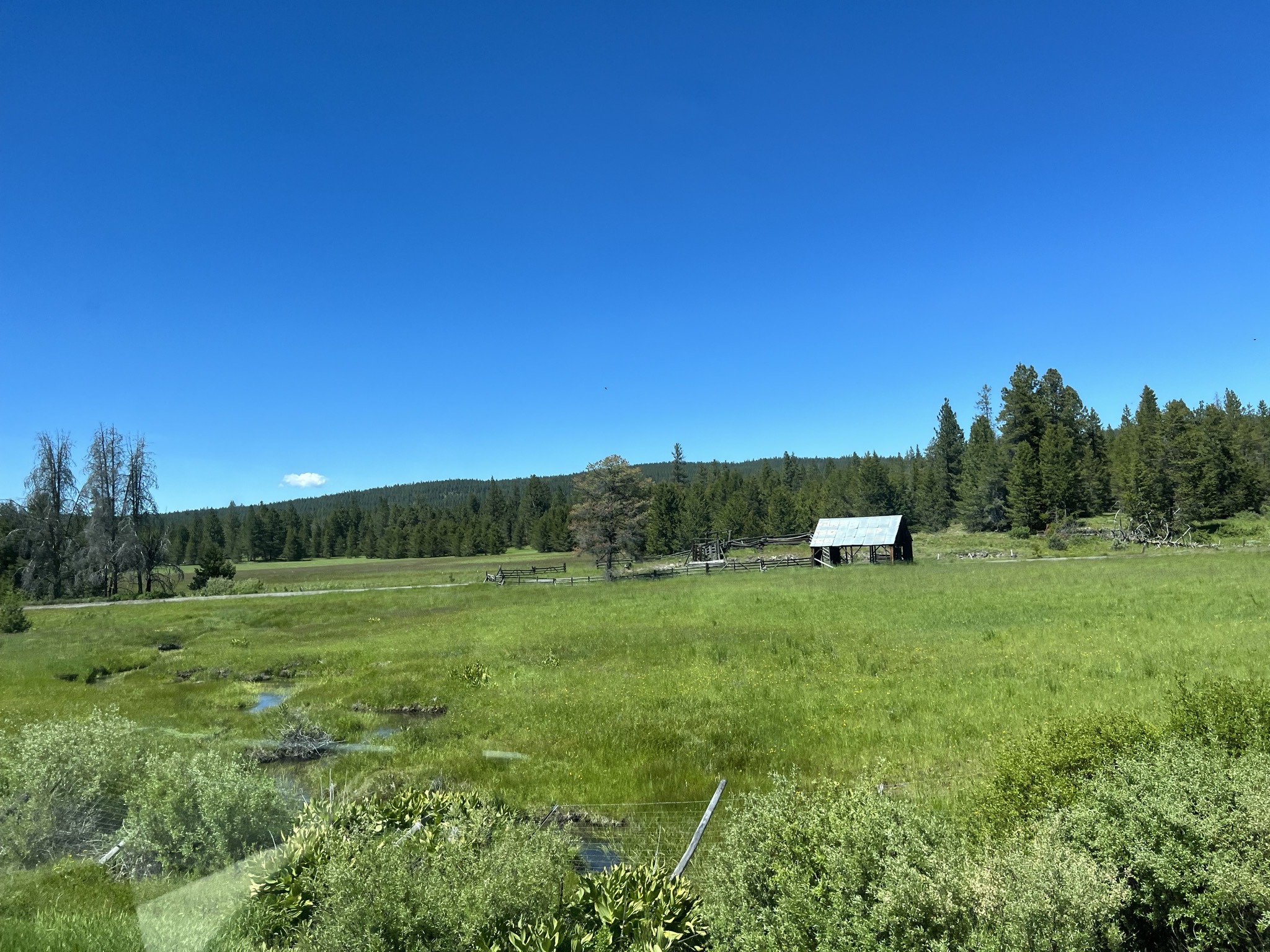 Meadow