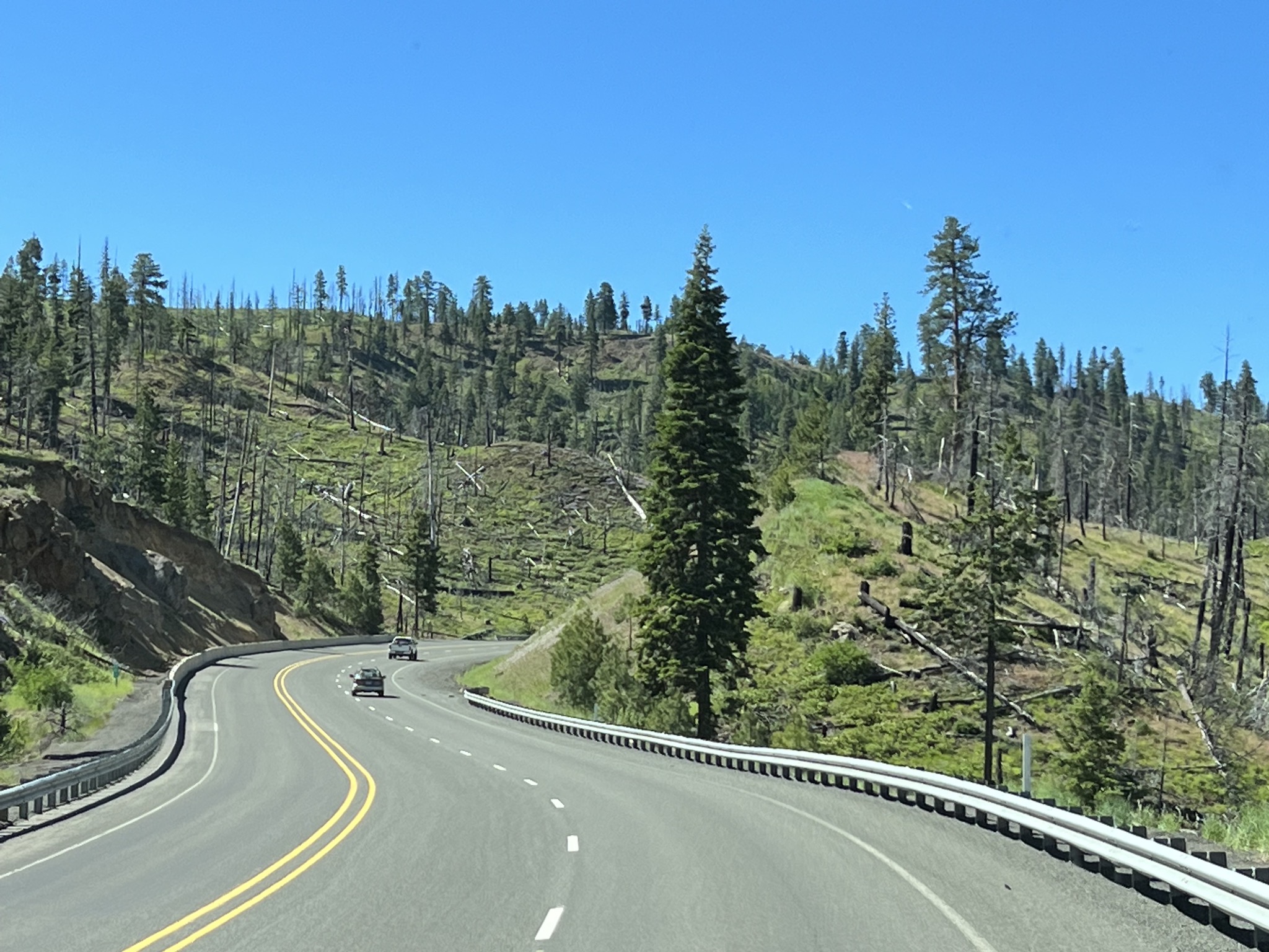 Trees