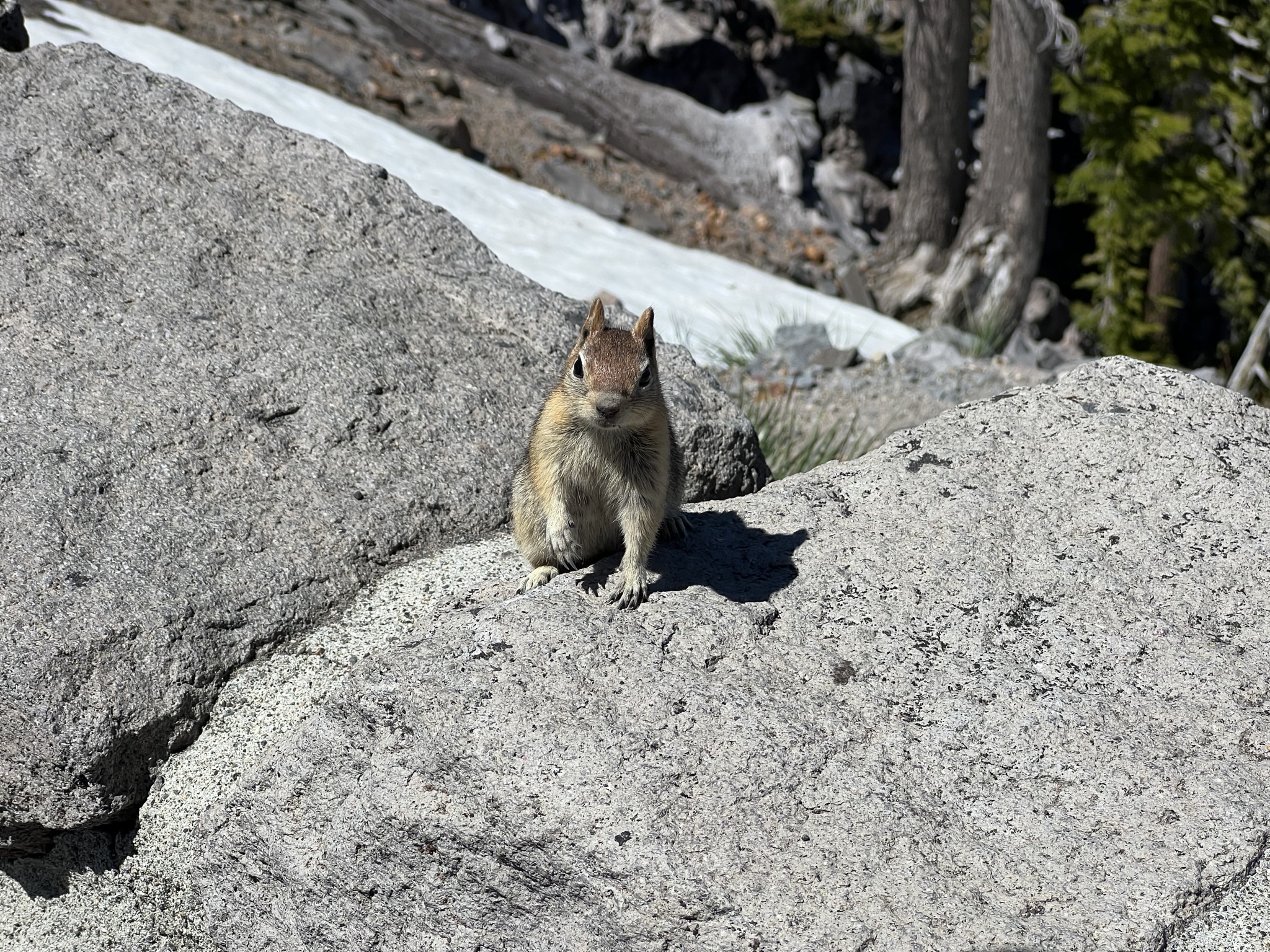 Squirrel