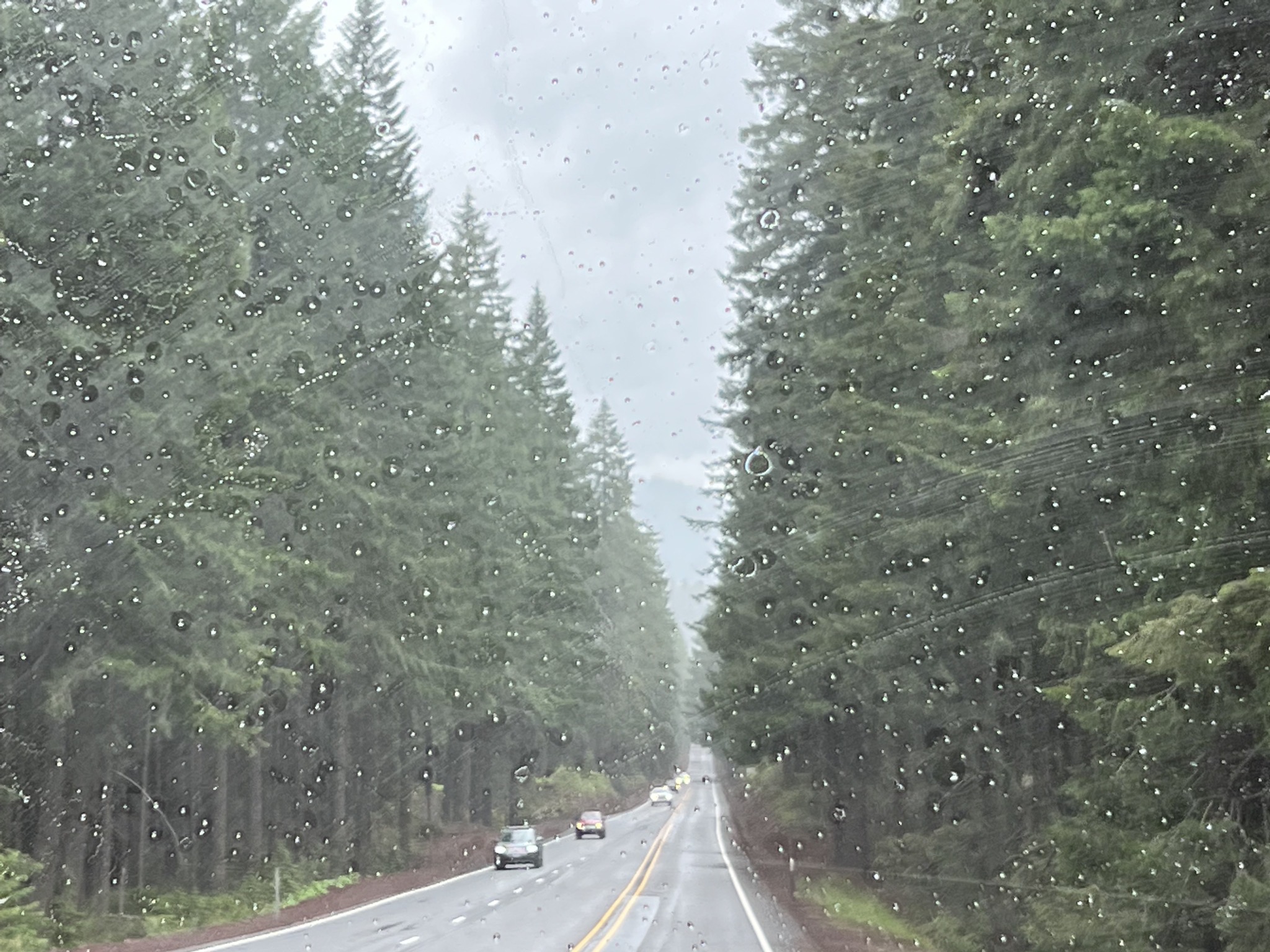 Rainy forest