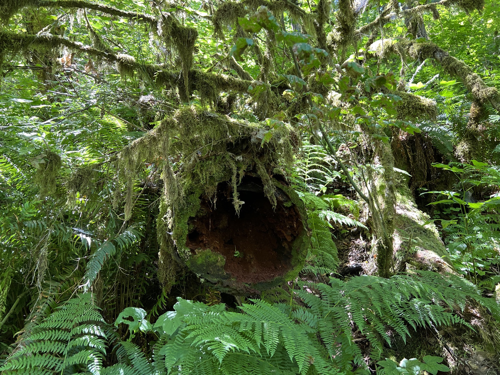 Mossy trees