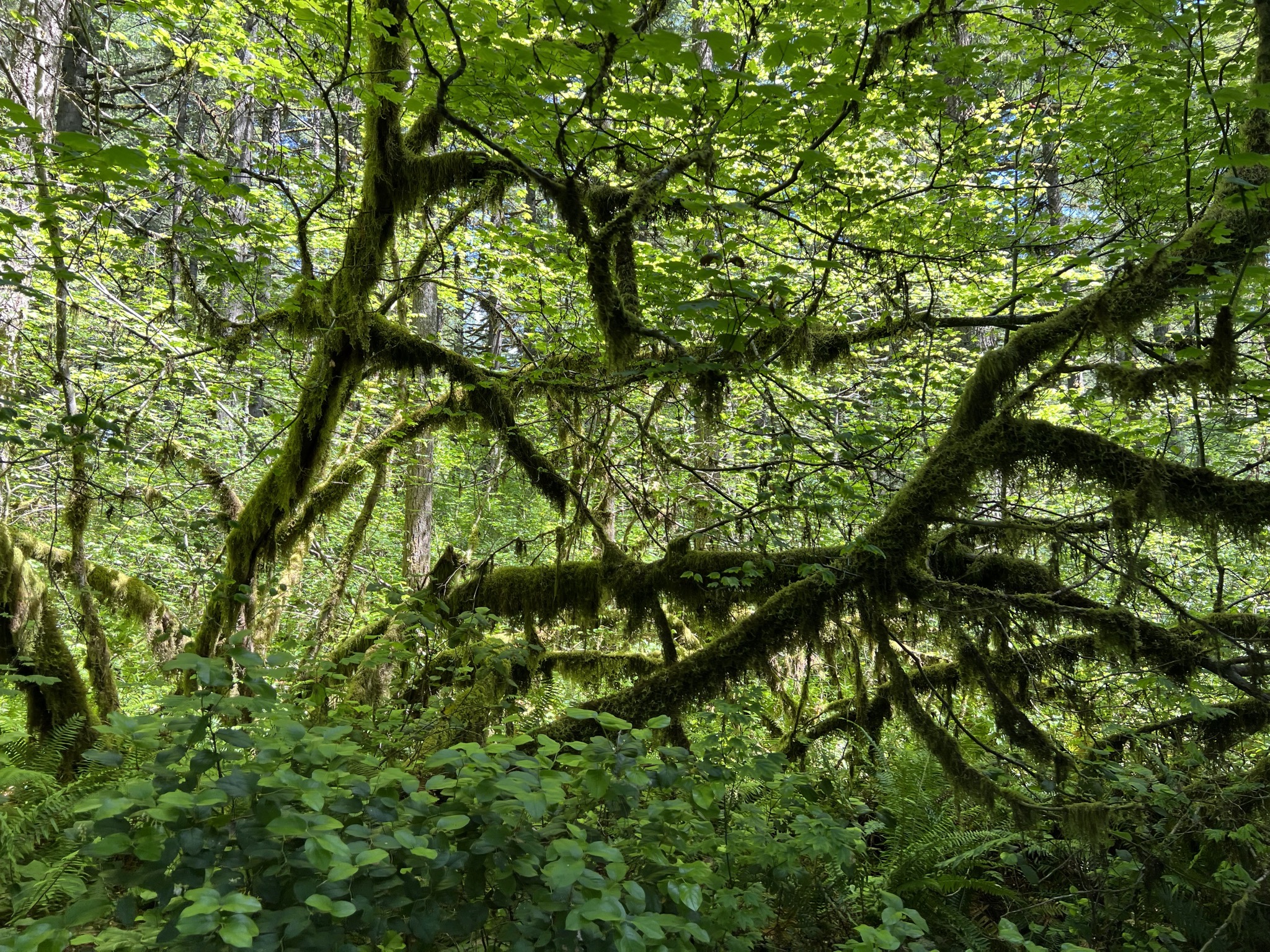 Mossy trees