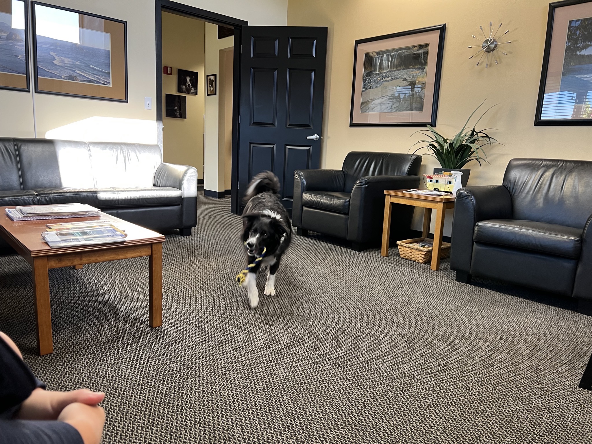 Waiting area with resident dog