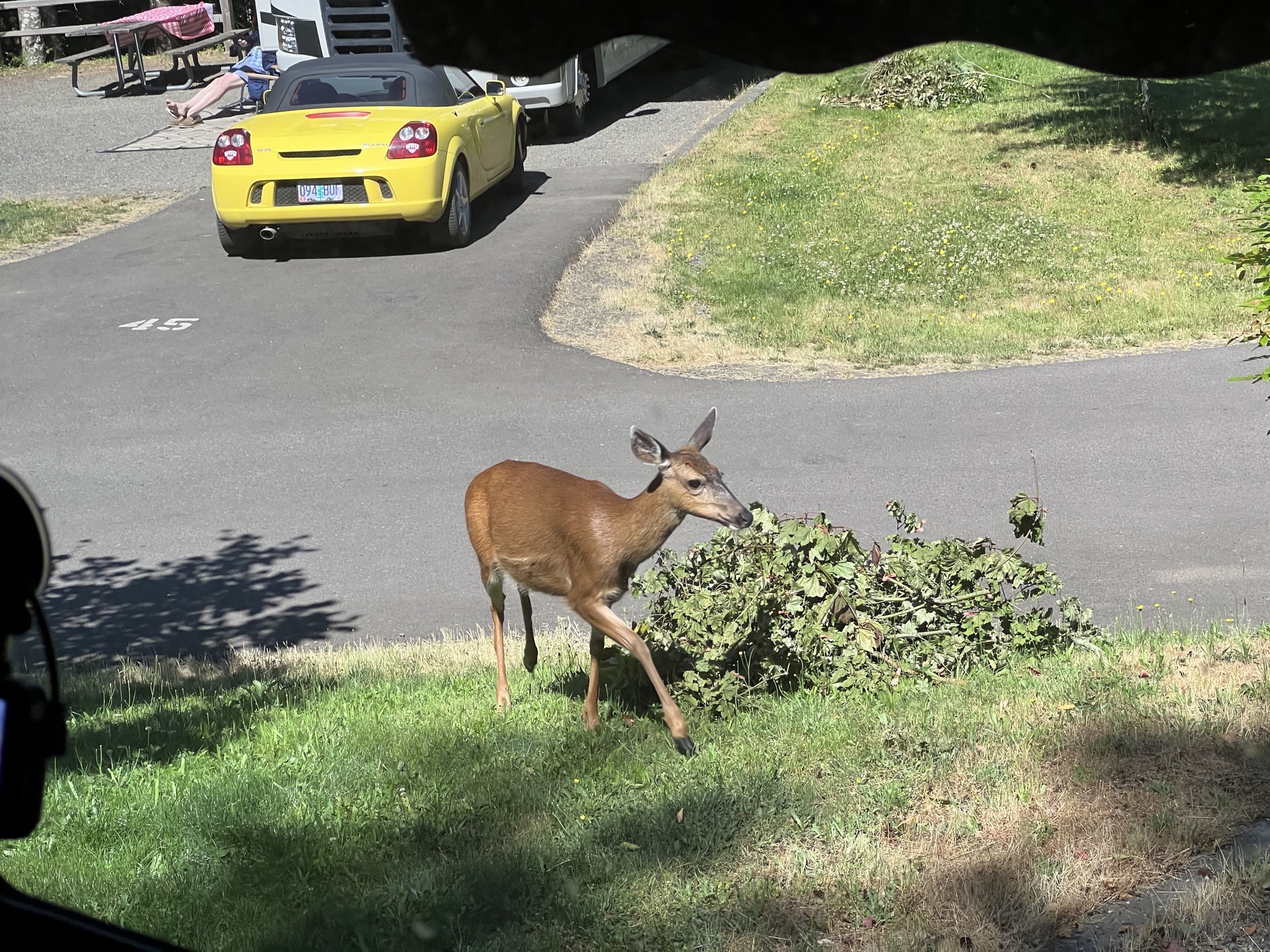 Deer