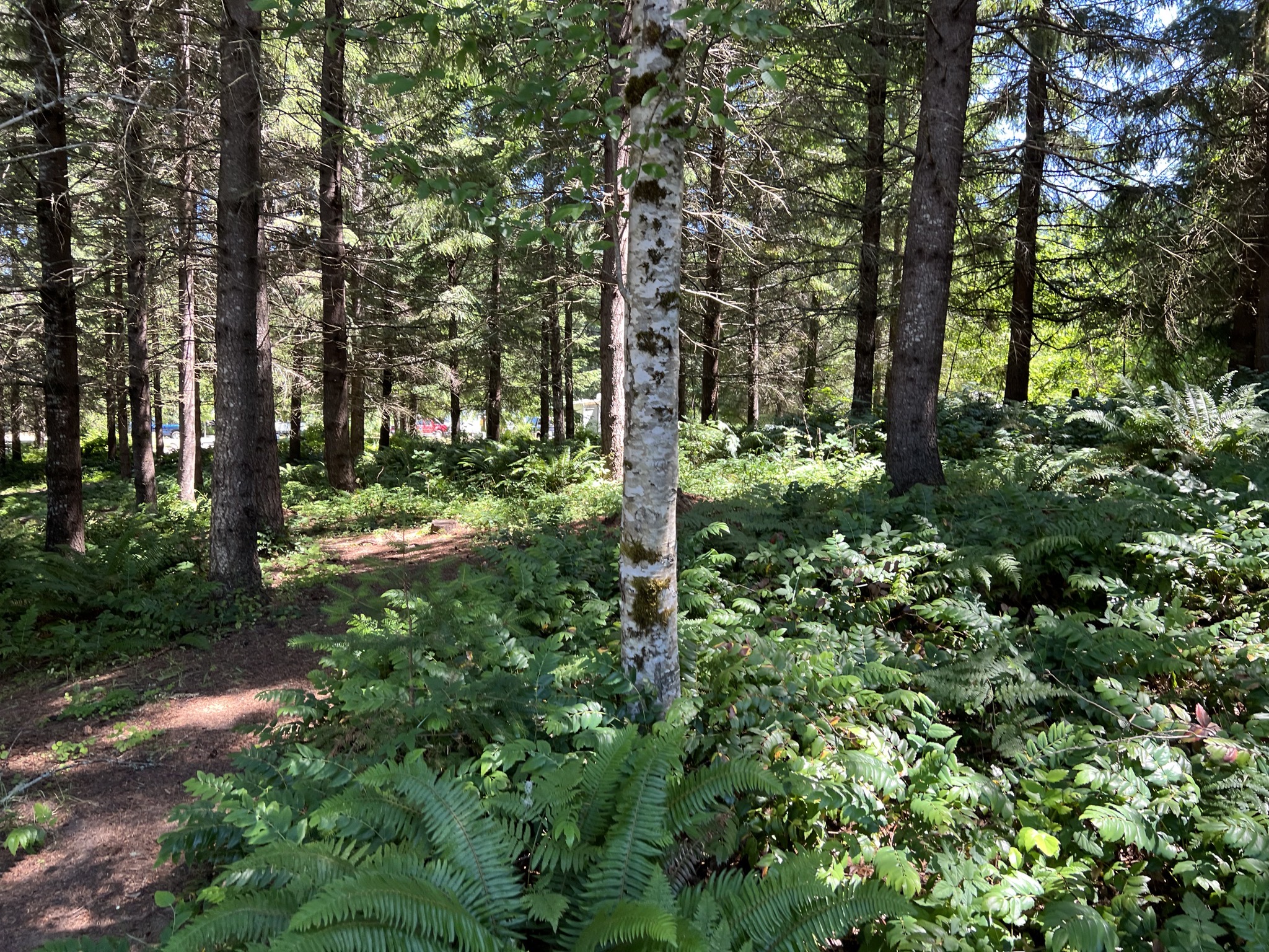 Woods behind our site