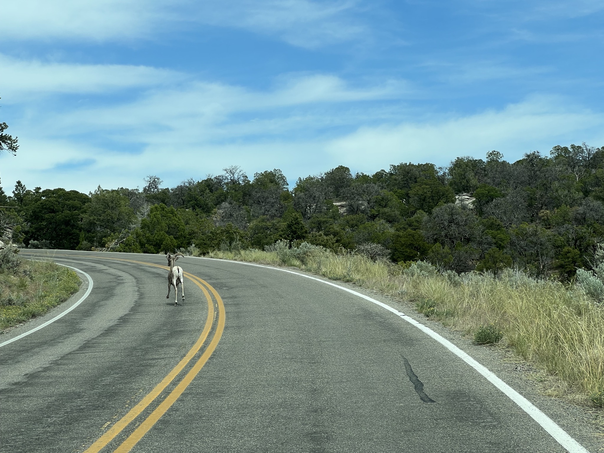 Big horn sheep