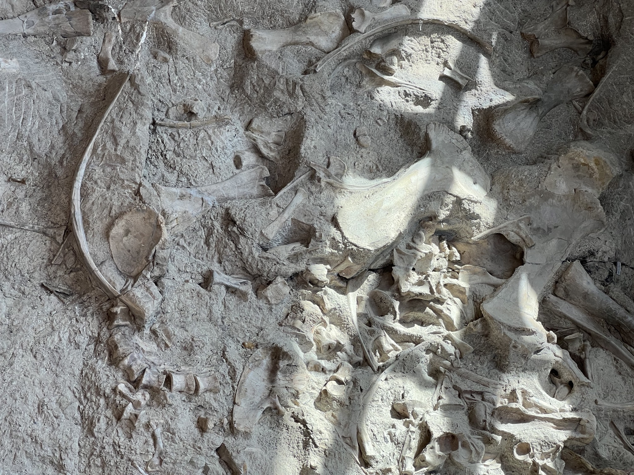 Dinosaur fossils