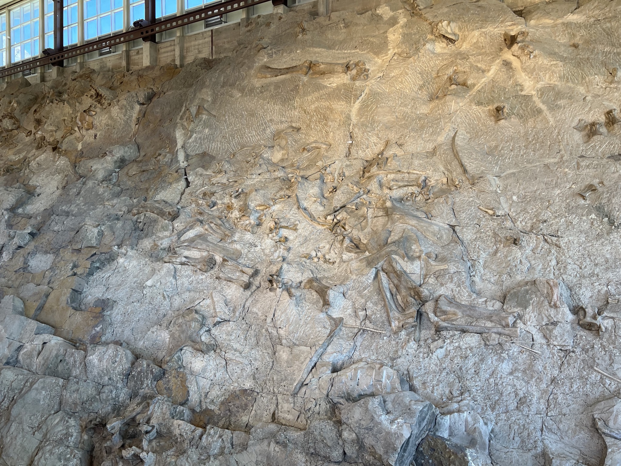 Dinosaur fossils