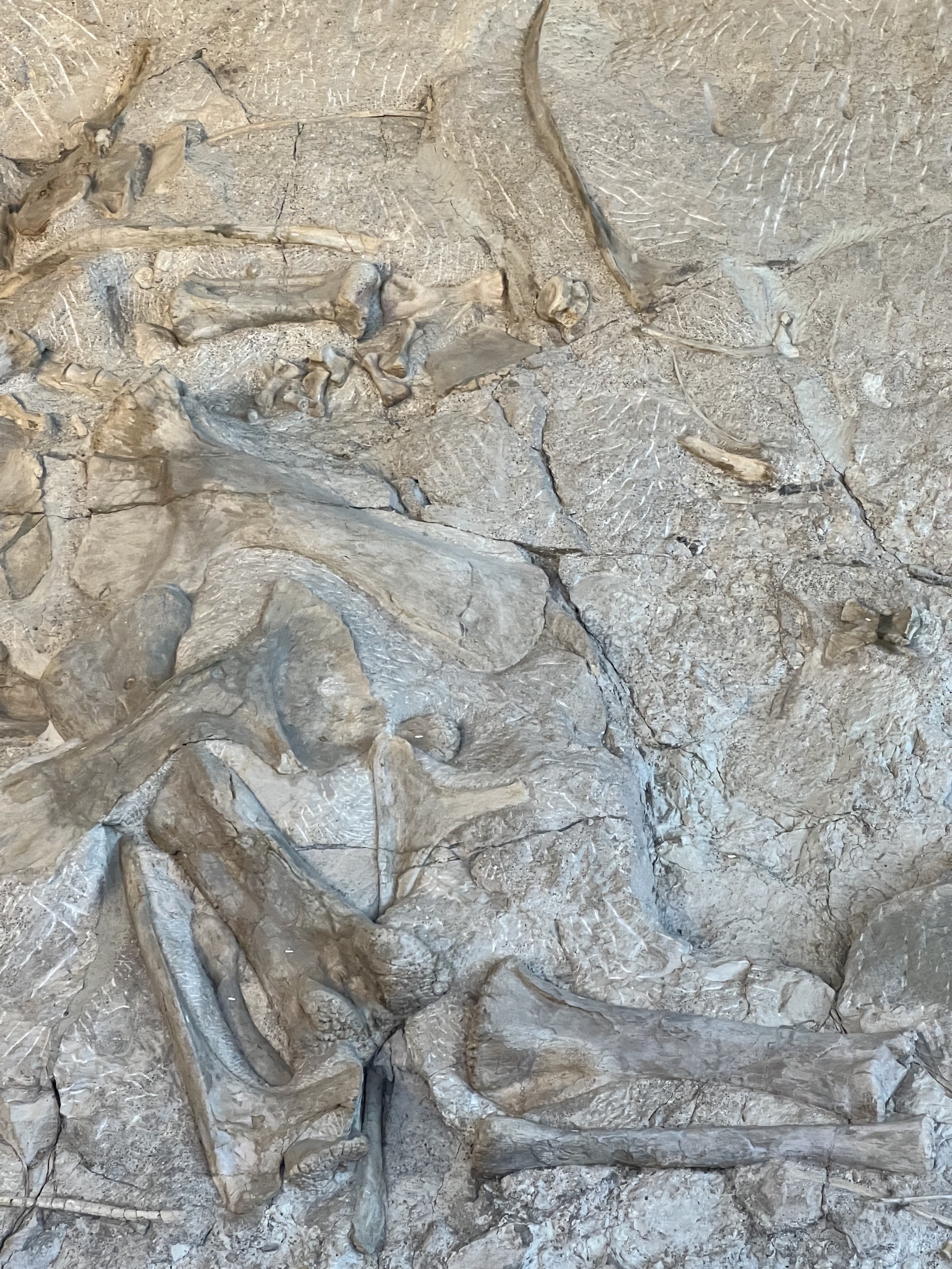 Dinosaur fossils