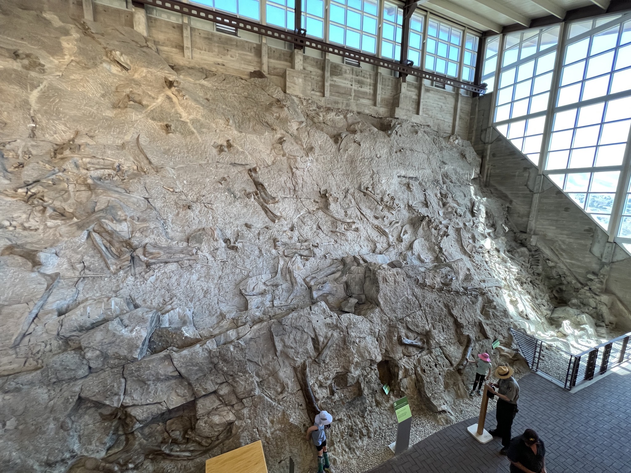 Dinosaur fossils