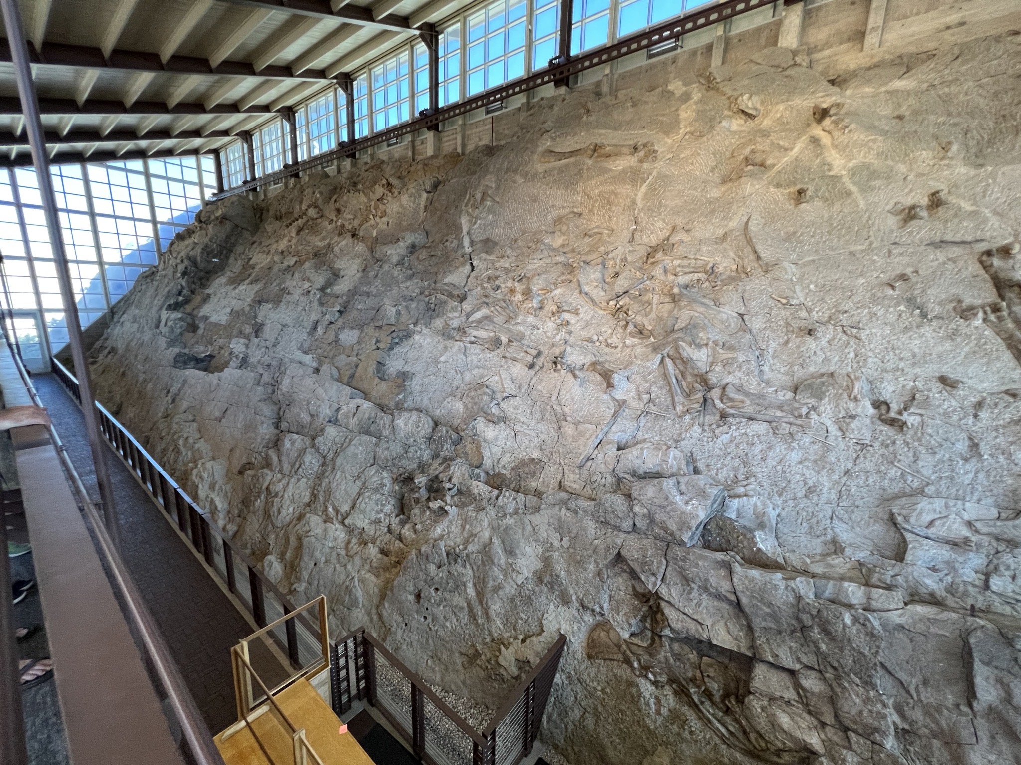 Dinosaur fossils