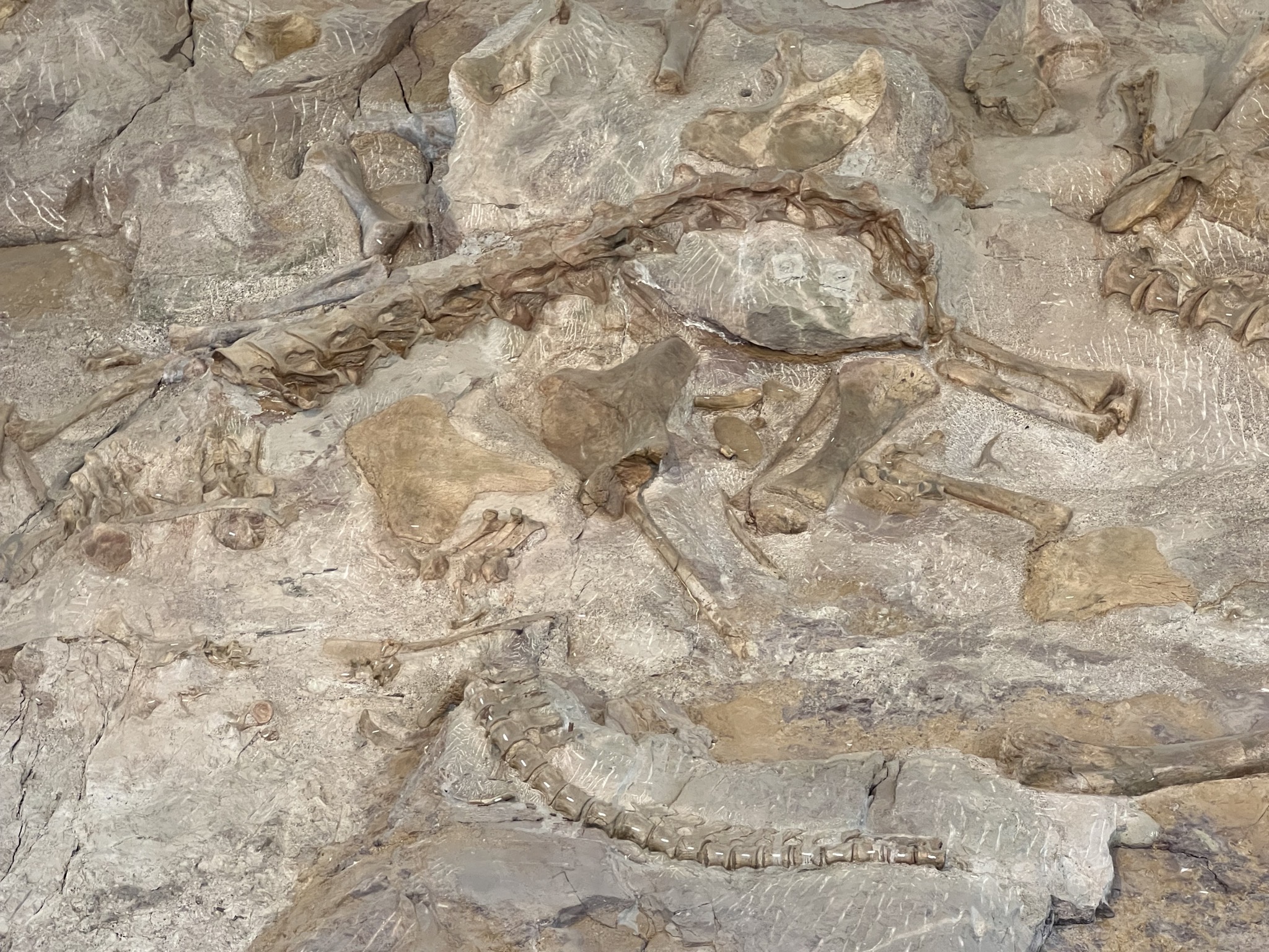 Dinosaur fossils