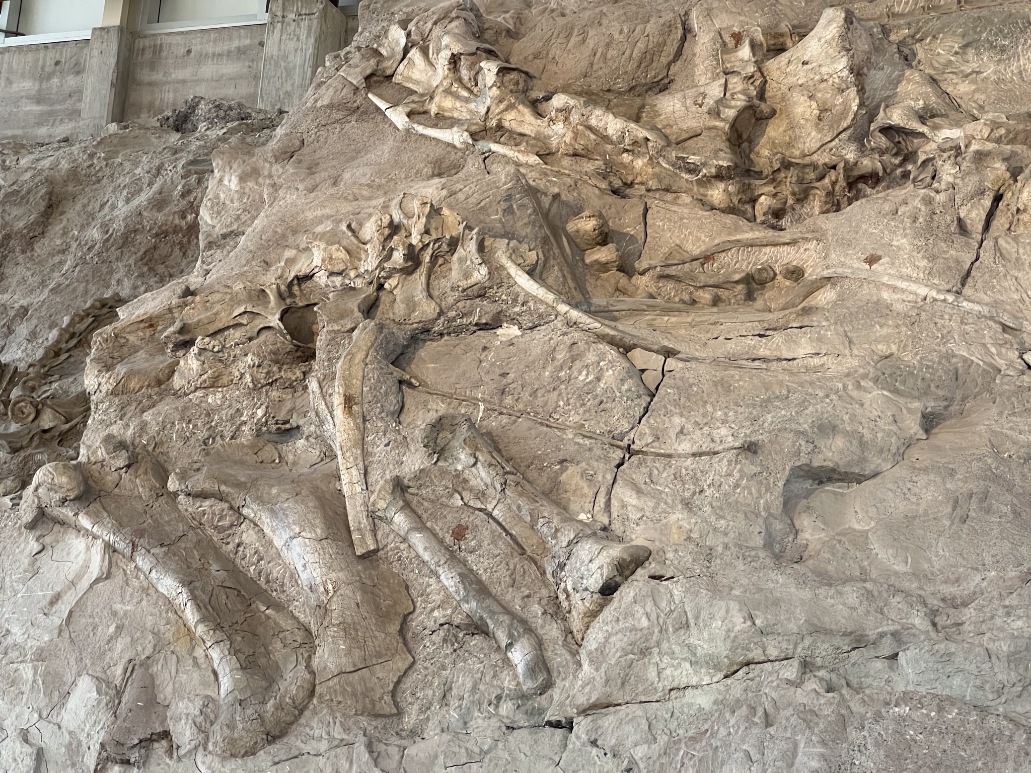 Dinosaur fossils