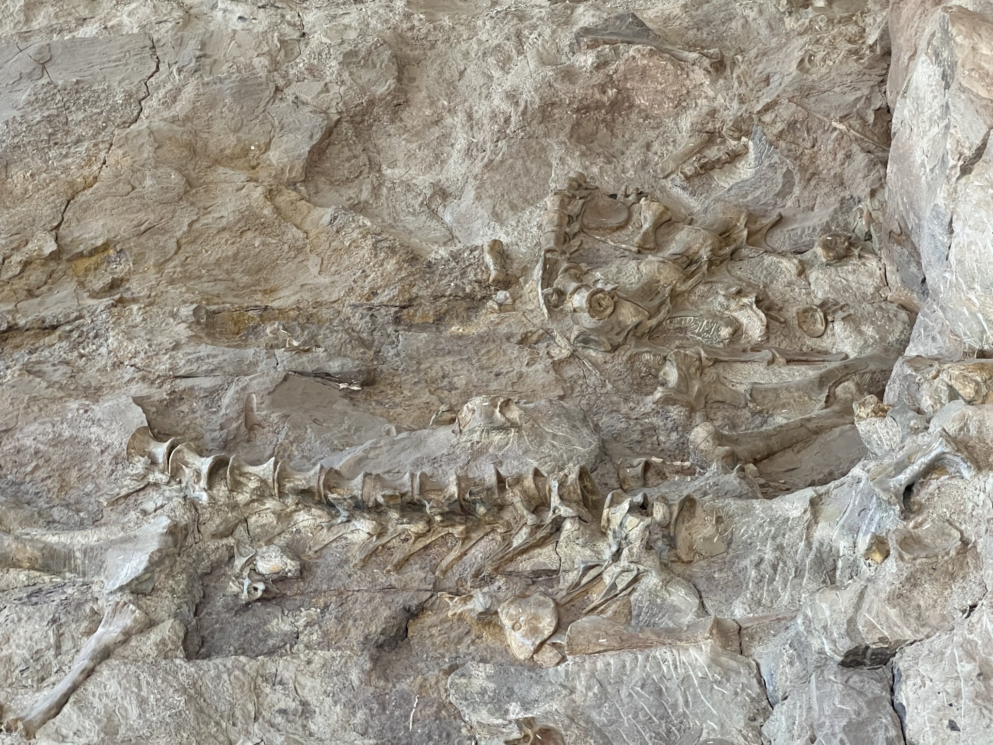 Dinosaur fossils
